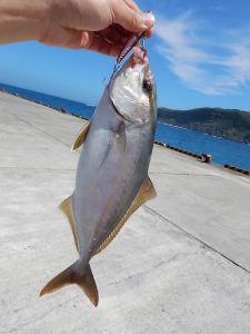 魚を取る