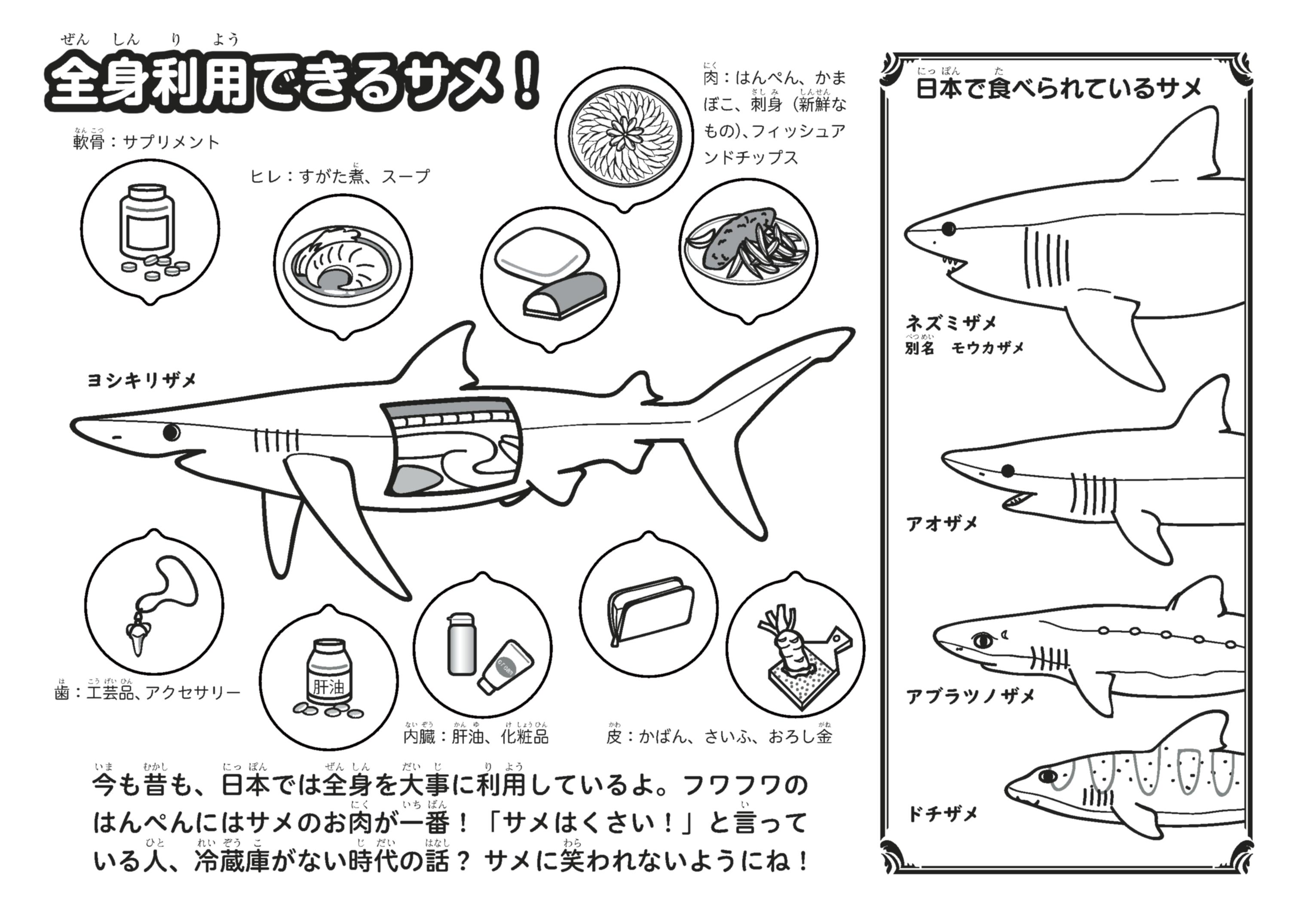 サメぬりえ 完成しました イラストもクール 魚食普及推進センター 一般社団法人 大日本水産会