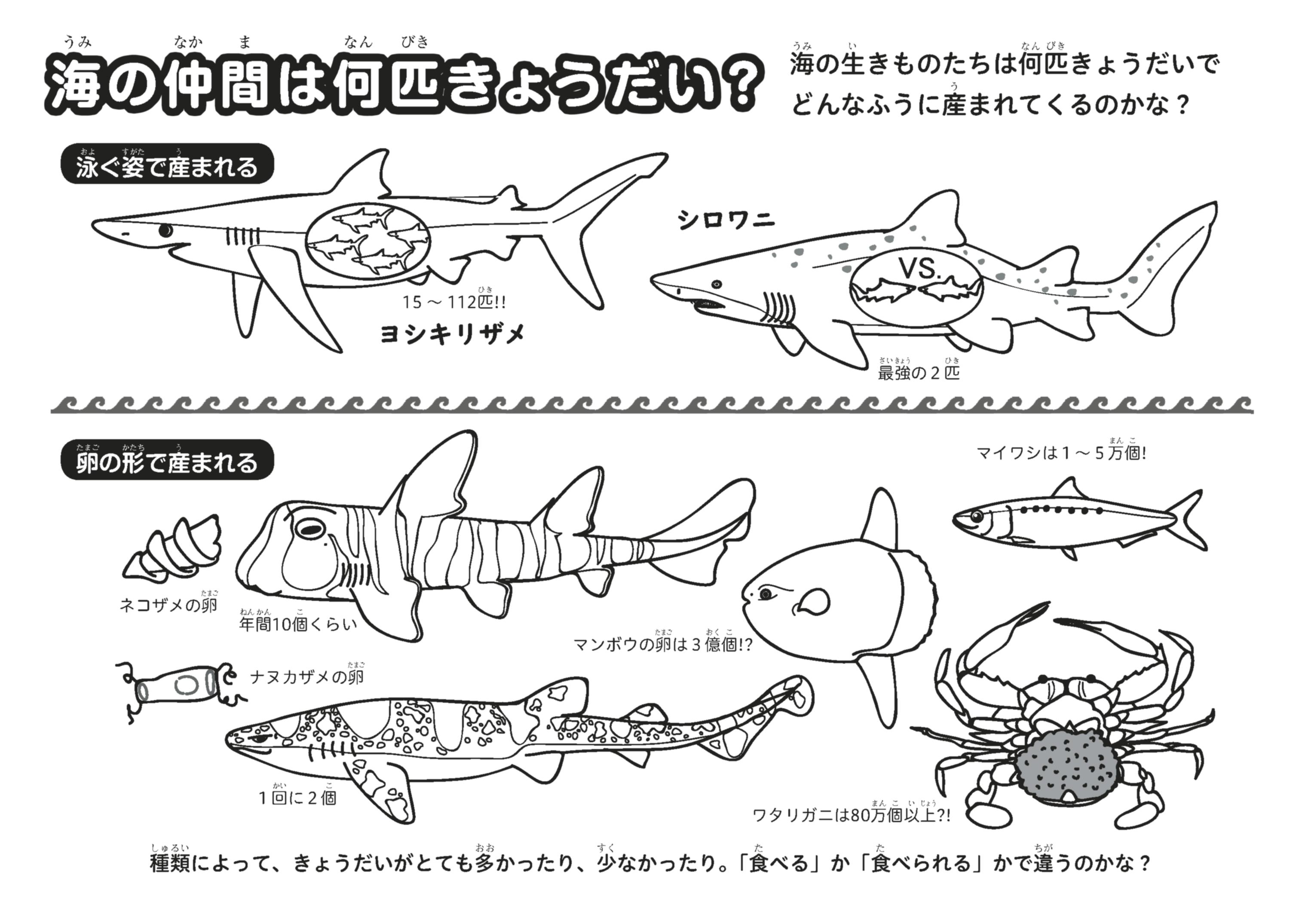 さめ_塗り絵_dl_8 | 魚食普及推進センター(一般社団法人 大日本水産会)