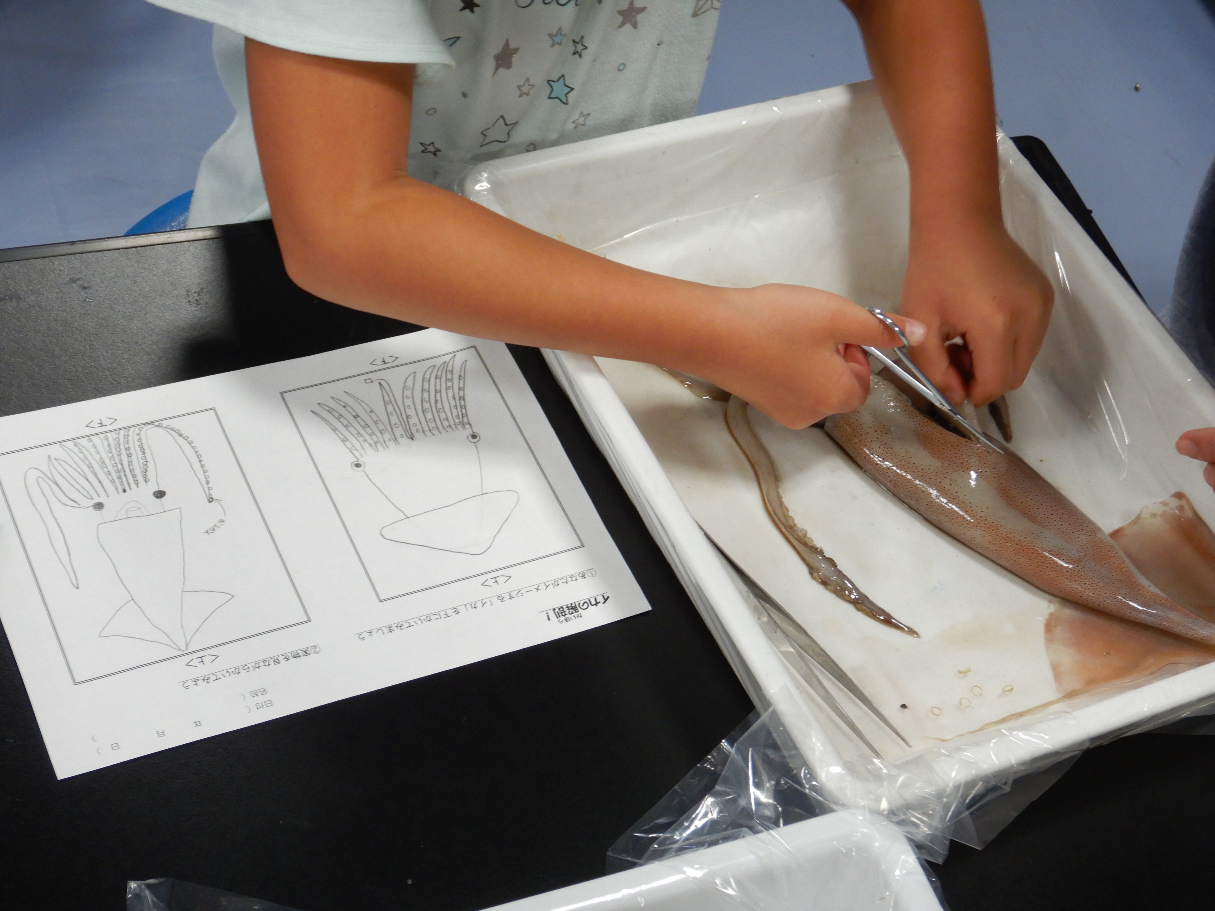 イカの解剖教室プログラム例 魚食普及推進センター 一般社団法人 大日本水産会