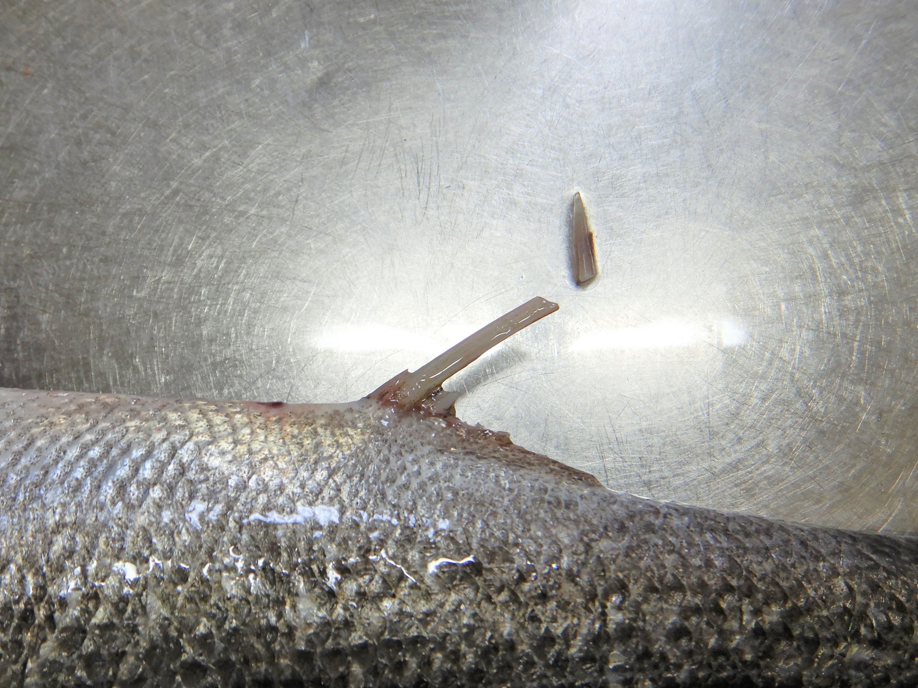 魚をさばく スズキ編 江戸前 東京湾 魚食普及推進センター 一般社団法人 大日本水産会