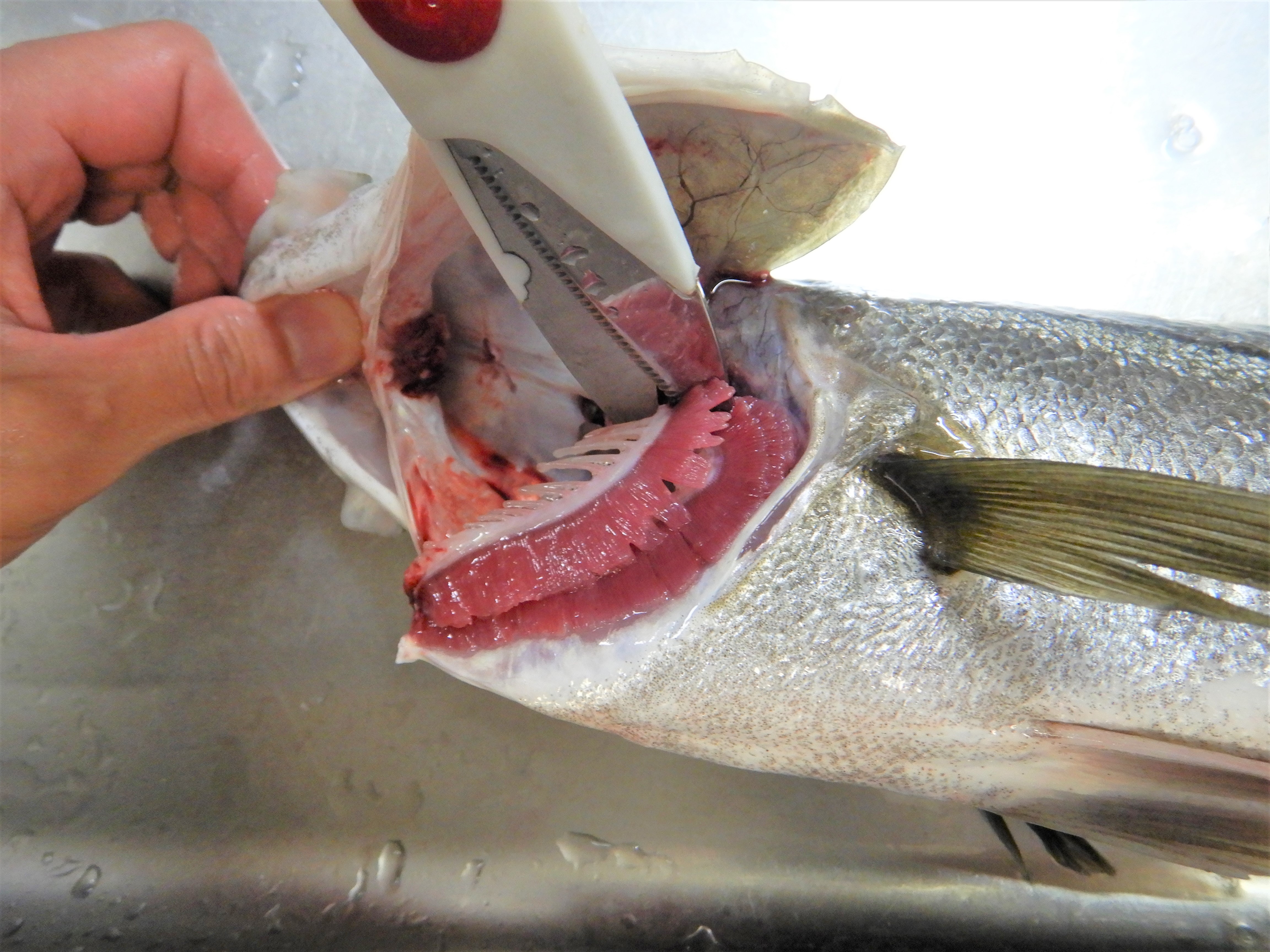 魚をさばく スズキ編 江戸前 東京湾 魚食普及推進センター 一般社団法人 大日本水産会