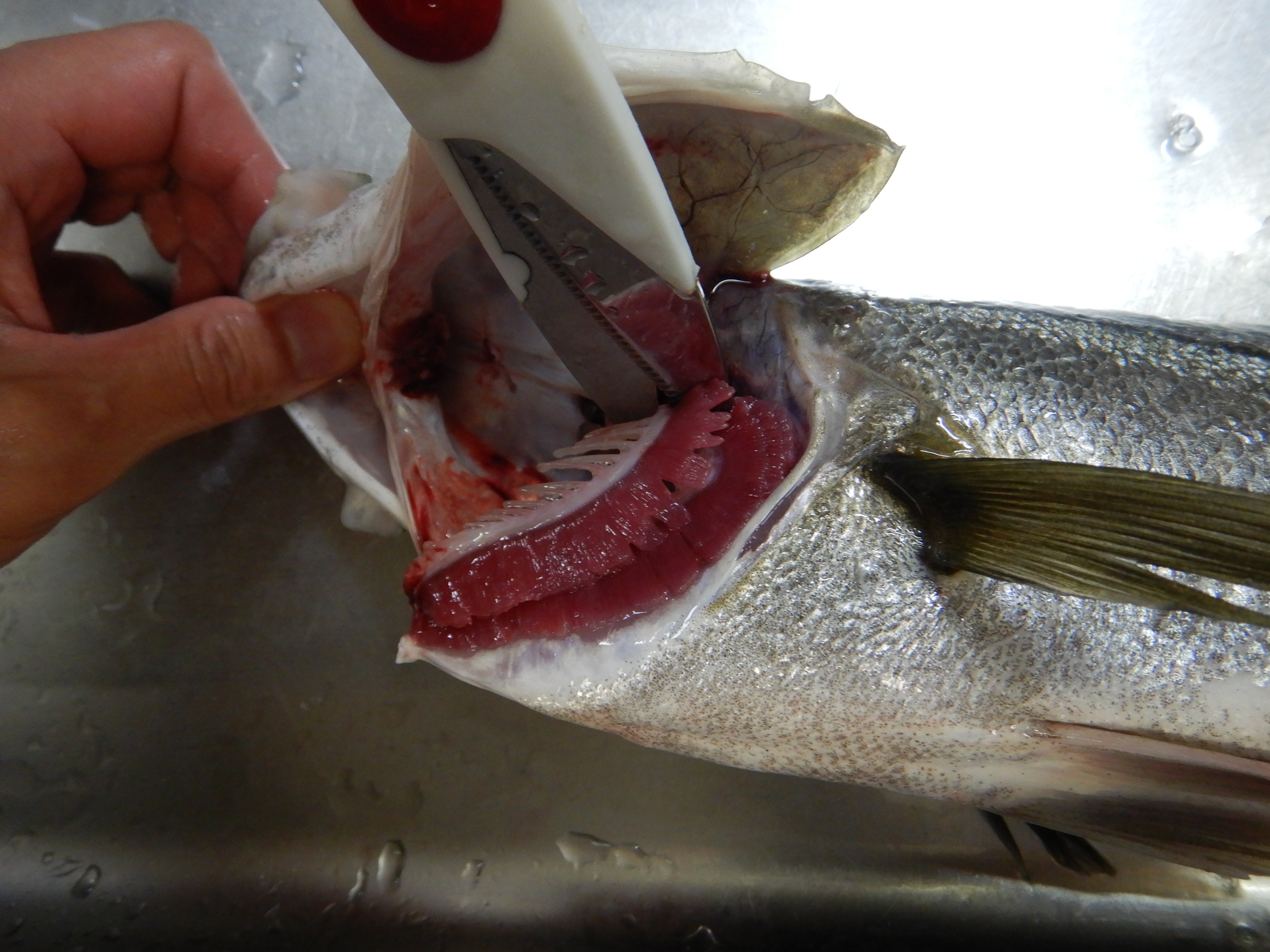 魚をさばく スズキ編 魚食普及推進センター 一般社団法人 大日本水産会