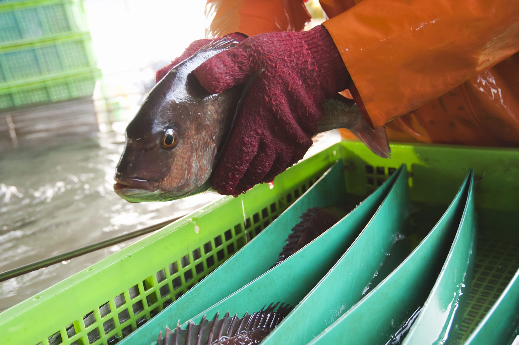 市場等で魚介類が生きたまま運ばれる理由は 生きたままだと苦痛や痛みを感じないの 魚食普及推進センター 一般社団法人 大日本水産会