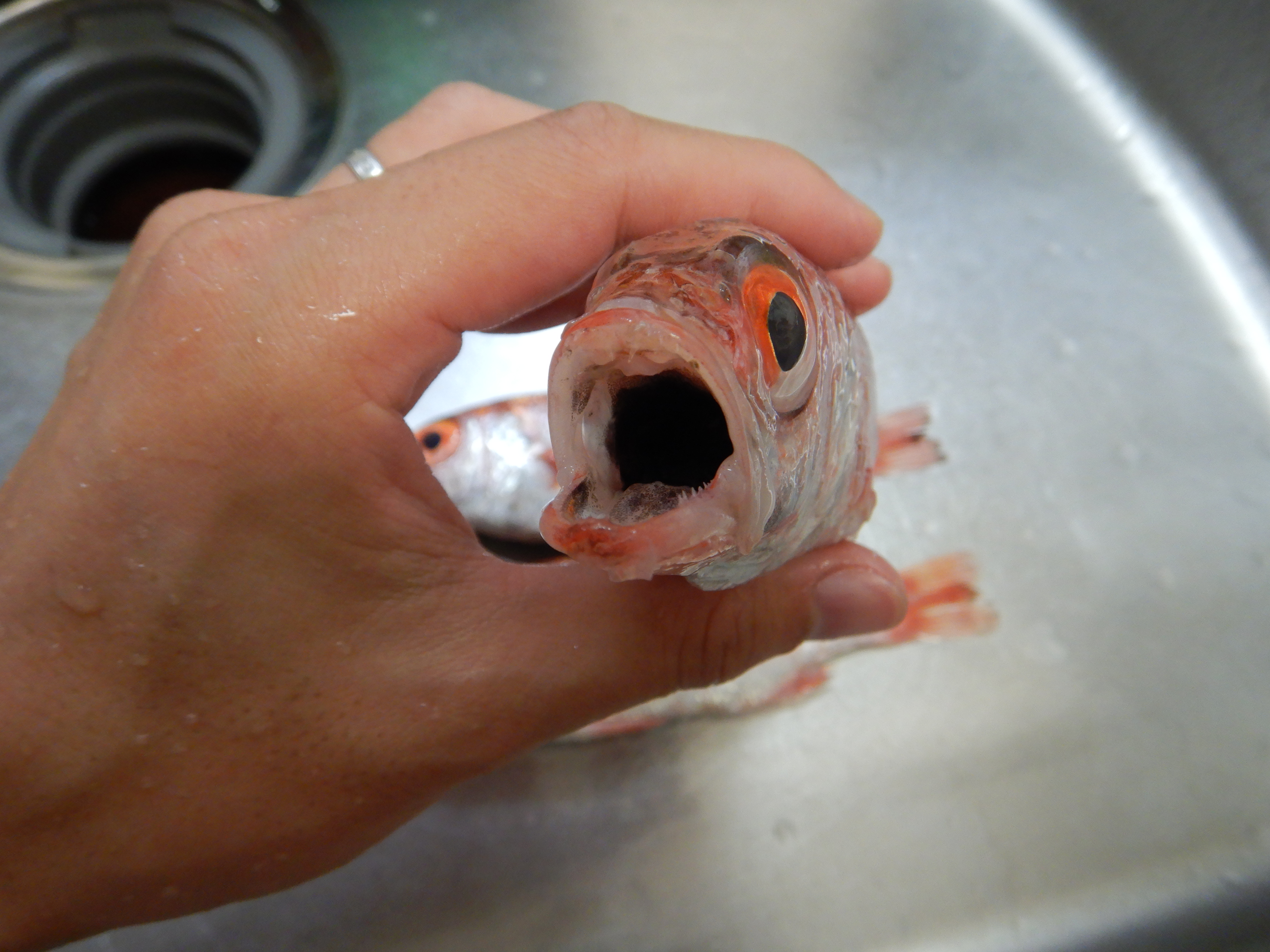 魚をさばく ノドグロ編 魚食普及推進センター 一般社団法人 大日本水産会