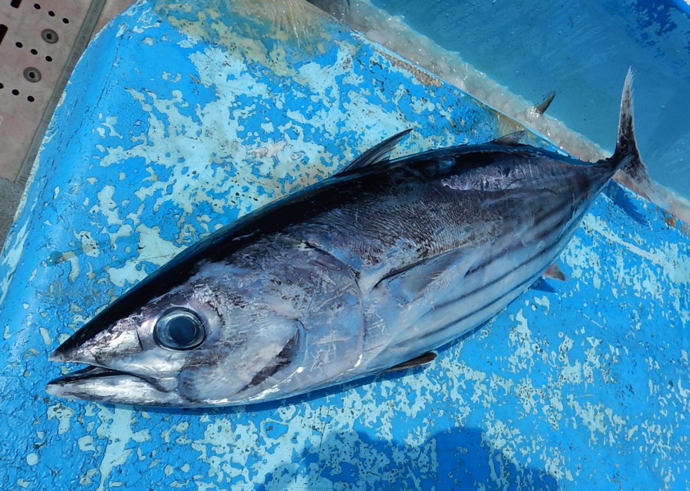 まぐろぬりえ 完成 魚食普及推進センター 一般社団法人 大日本水産会