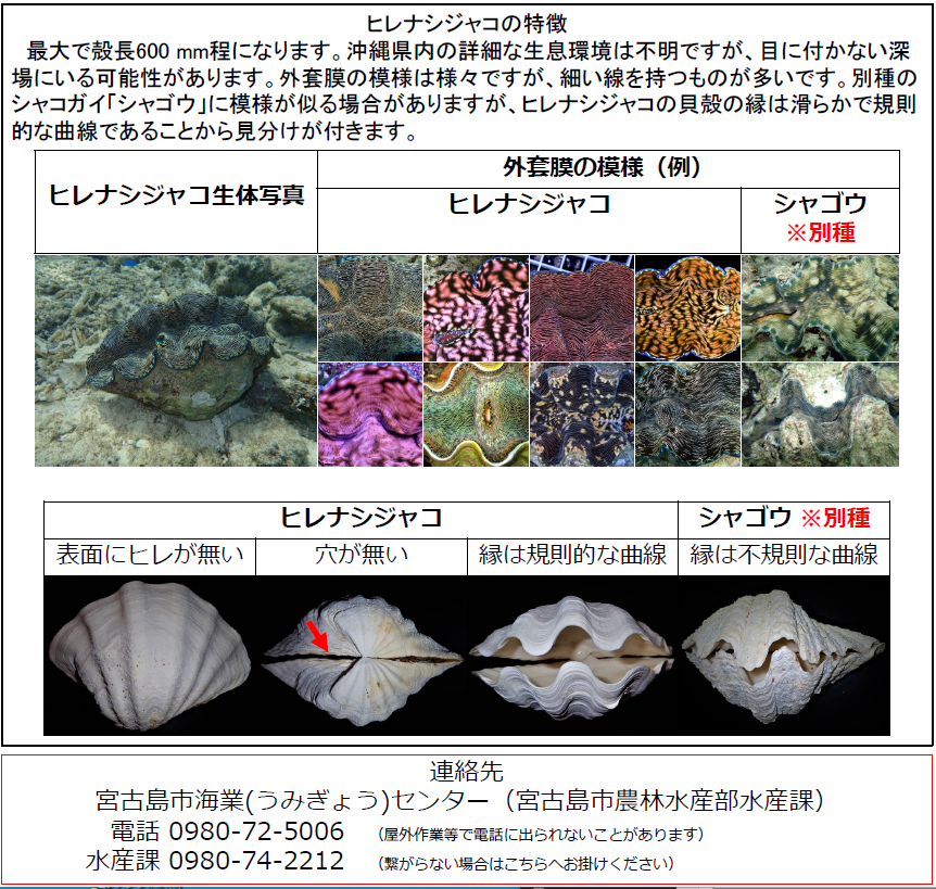 シャコガイを守る 技術と工夫 魚食普及推進センター 一般社団法人 大日本水産会