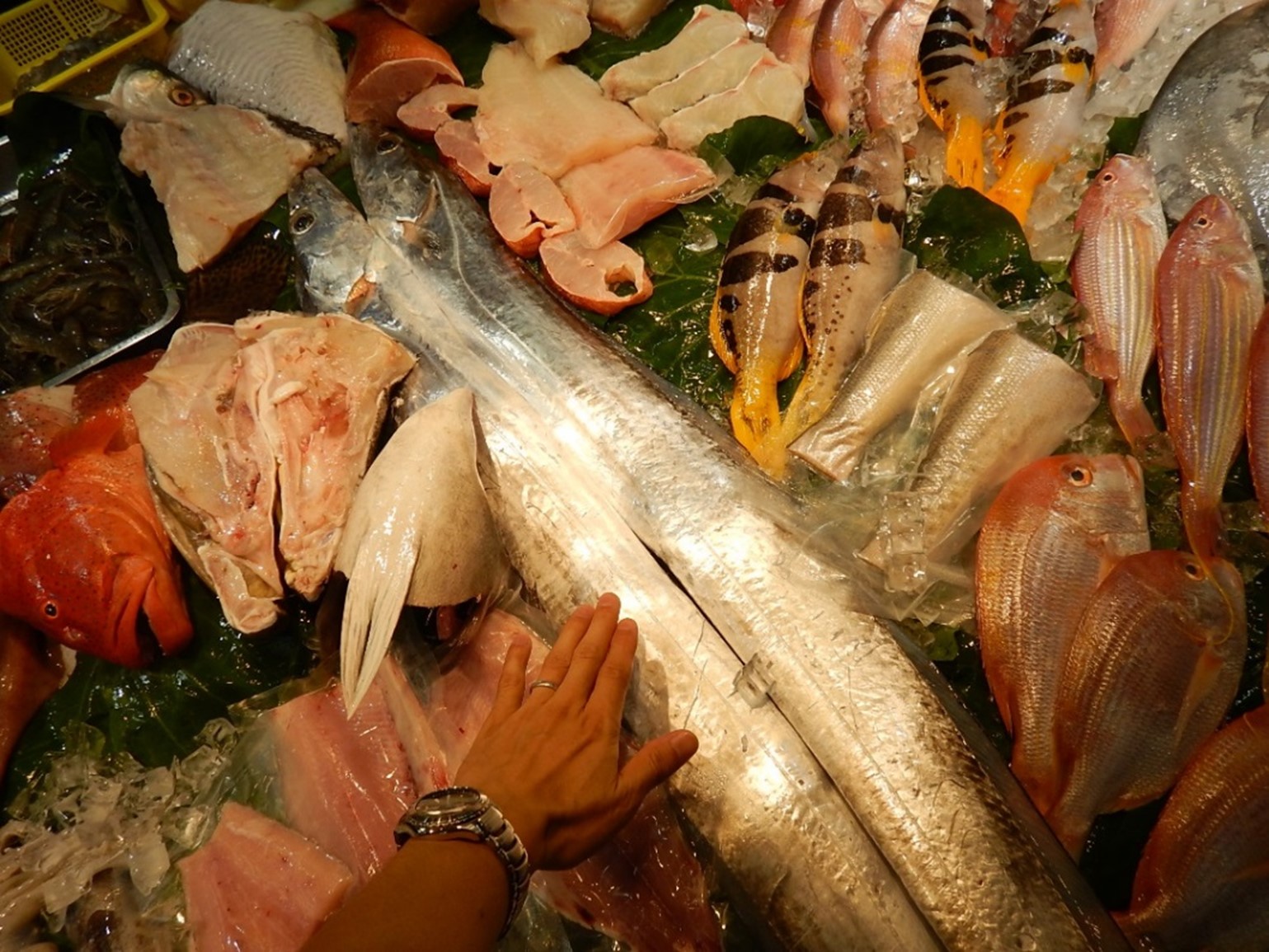 世界の魚市場から 台湾サンマと国産サンマ 魚食普及推進センター 一般社団法人 大日本水産会