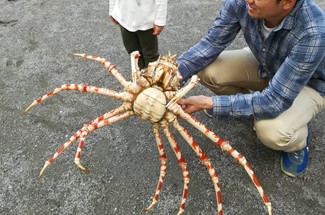 あなたの隣に深海生物 活タカアシガニ4 3kgをスーパーで発見 魚食普及推進センター 一般社団法人 大日本水産会