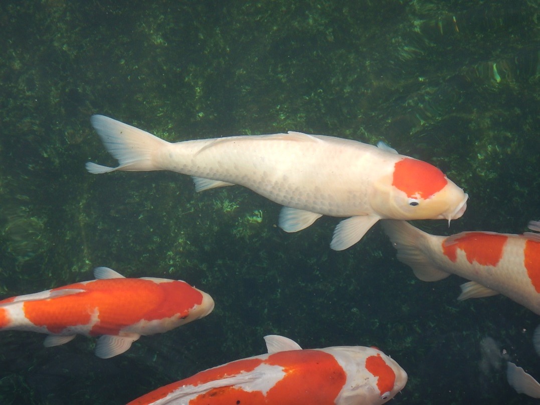 鯉に恋して 魚食普及推進センター 一般社団法人 大日本水産会