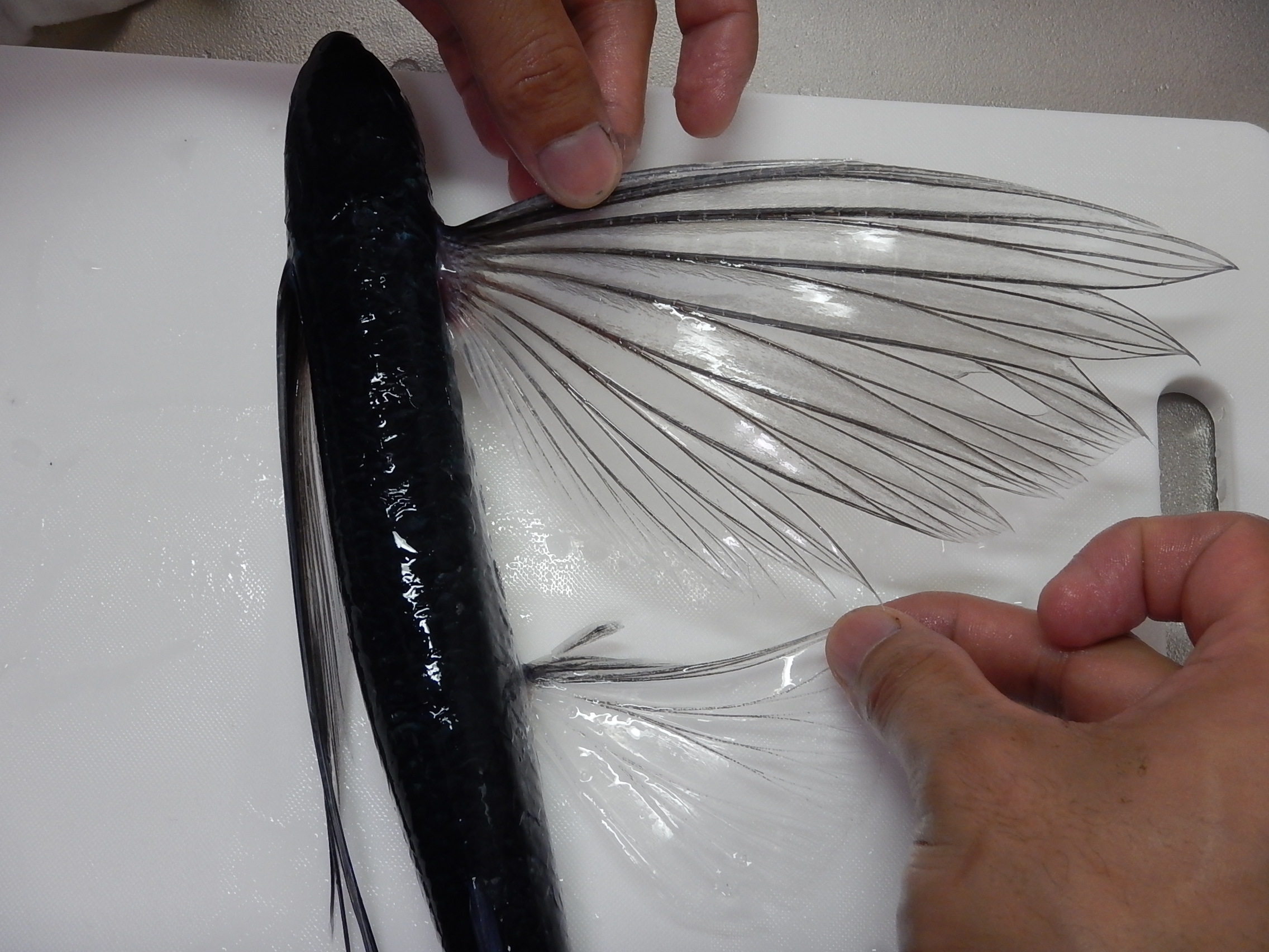 トビウオ 変な形の魚は 広げてみよう 魚食普及推進センター 一般社団法人 大日本水産会