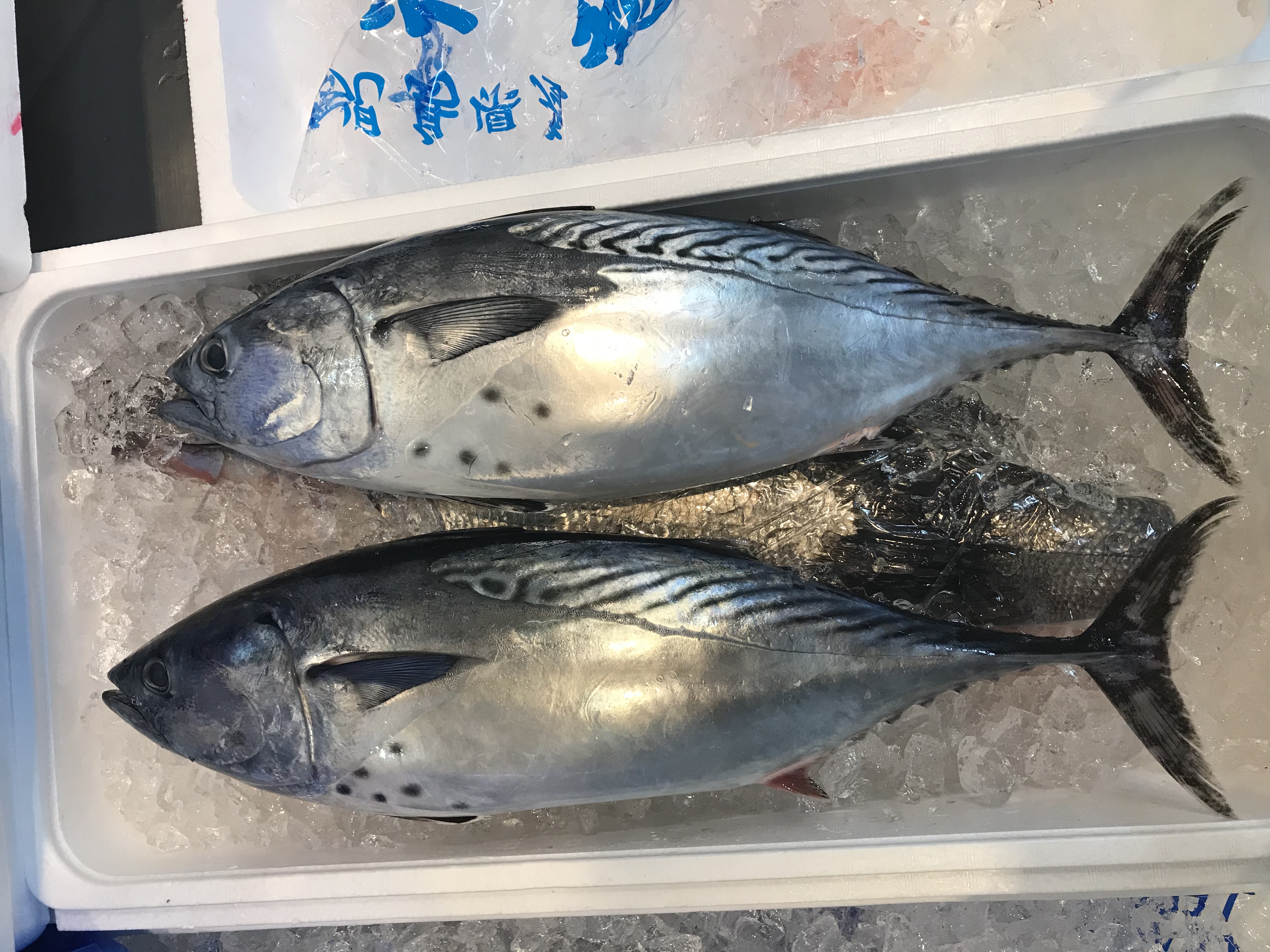 カツオの種類 背びれを出せば スピード重視で泳げる秘密がわかる 魚食普及推進センター 一般社団法人 大日本水産会