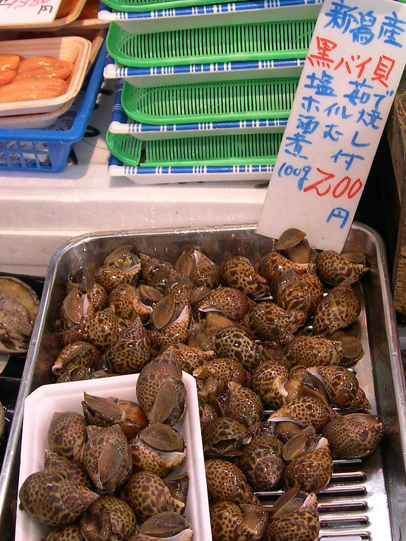 魚をさばく ツブ貝 バイ貝編 弱い毒にはちょっと注意しましょう 魚食普及推進センター 一般社団法人 大日本水産会
