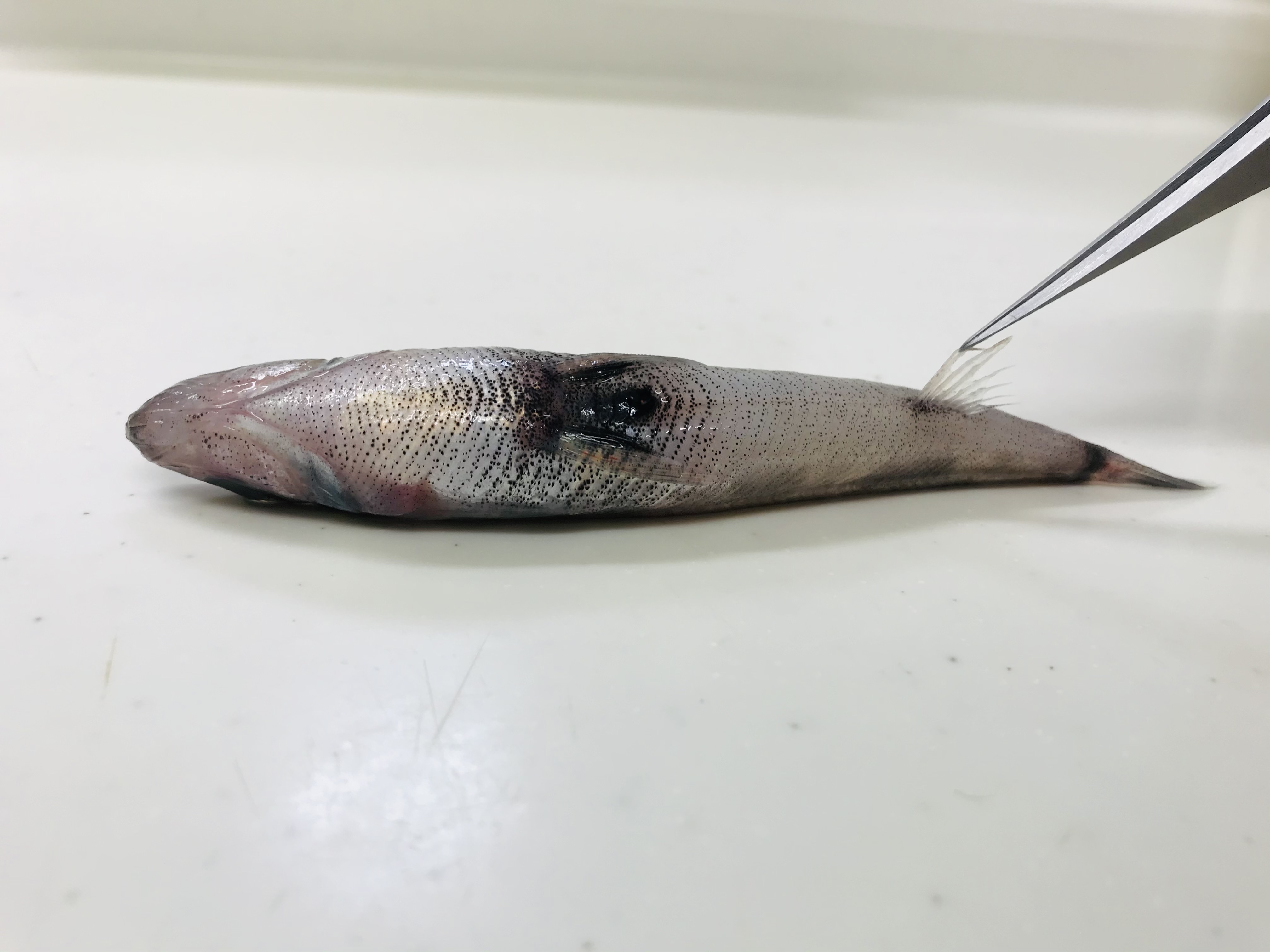 メヒカリは深海魚 解剖して深海魚の秘密を探ろう 魚食普及推進センター 一般社団法人 大日本水産会