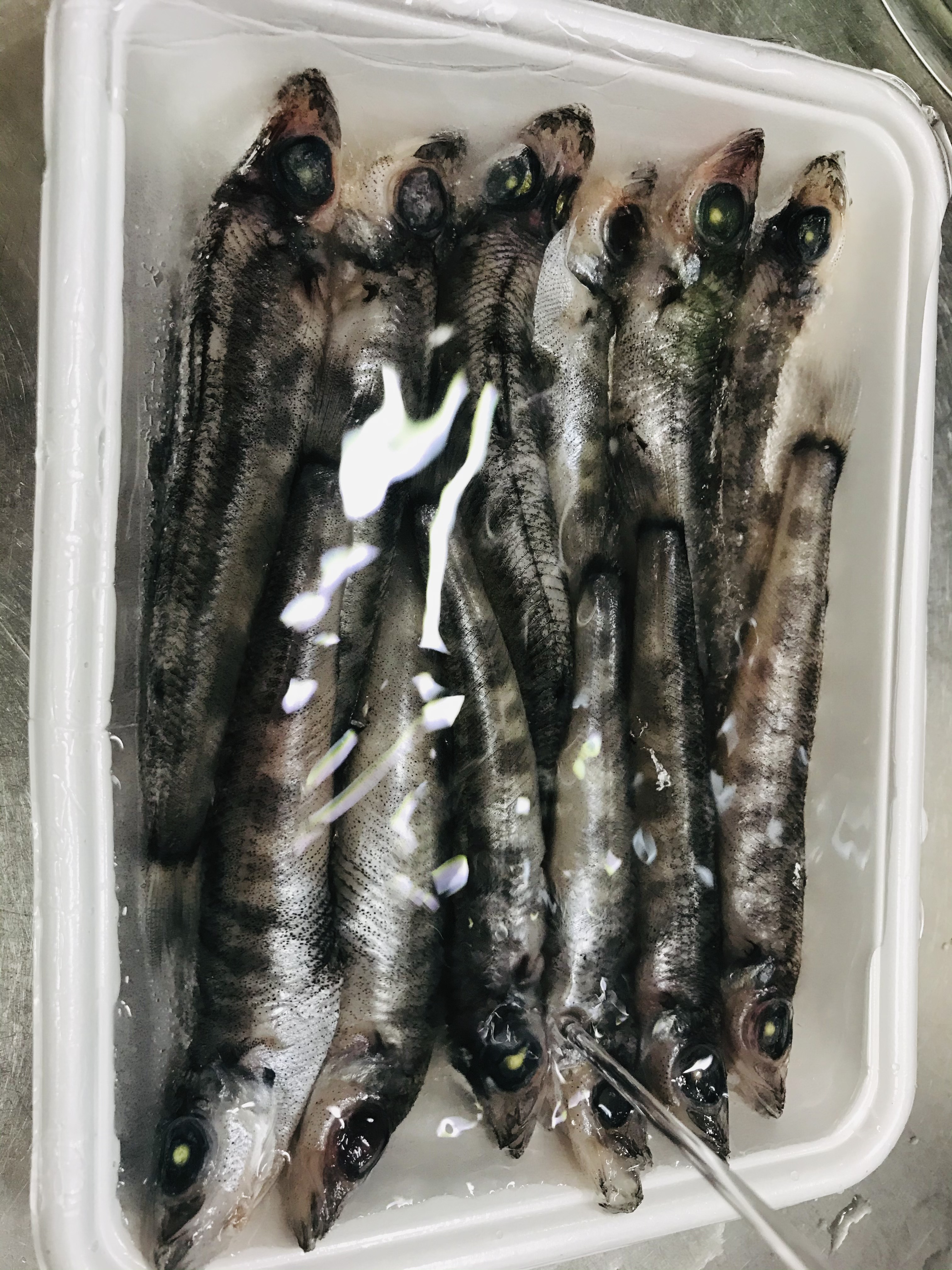 魚をさばく メヒカリは並べて冷凍 そして唐揚げや天ぷらに 魚食普及推進センター 一般社団法人 大日本水産会