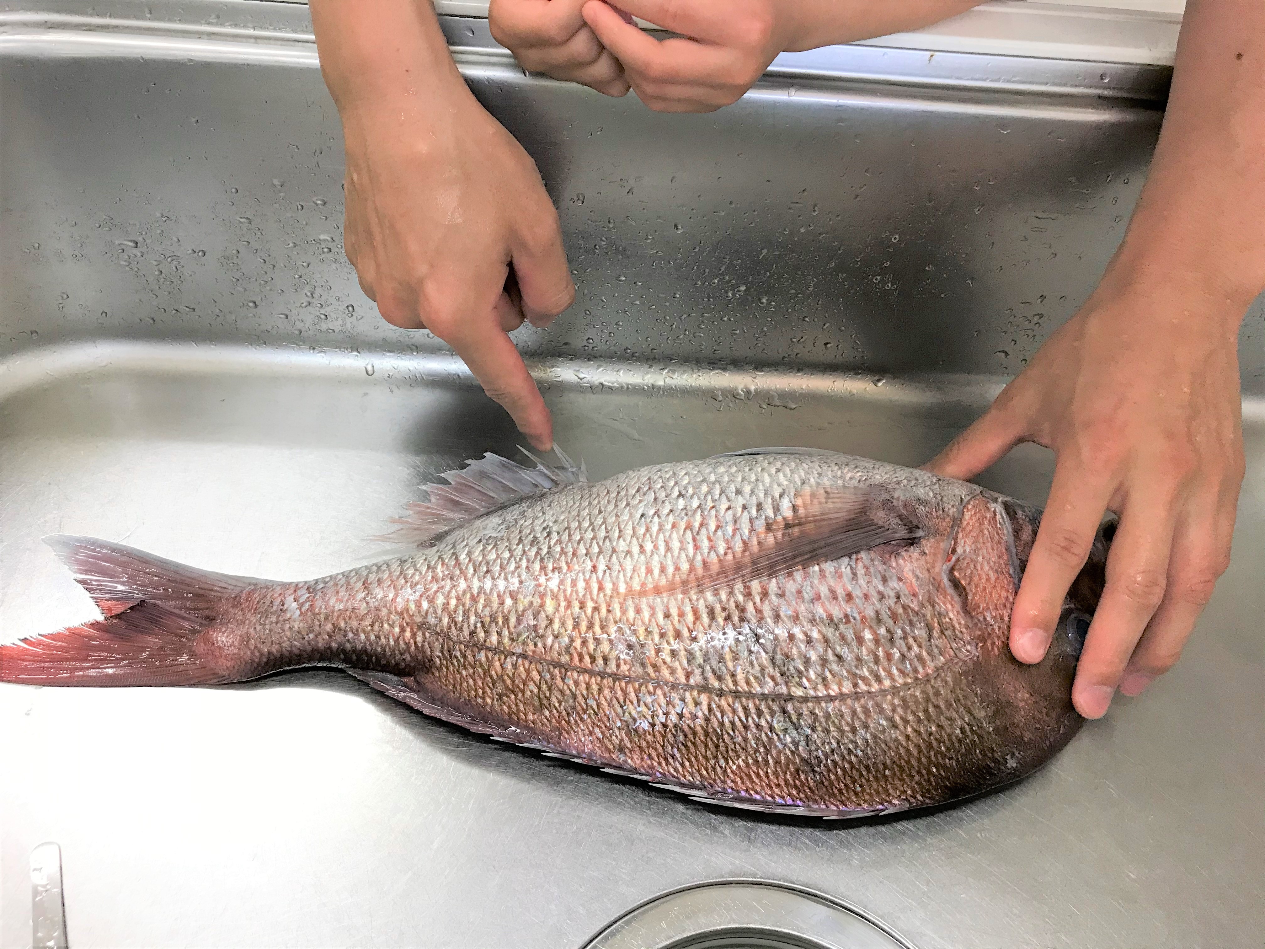 保育園や幼稚園 自宅でも 真鯛を使って食育体験 魚食普及推進センター 一般社団法人 大日本水産会