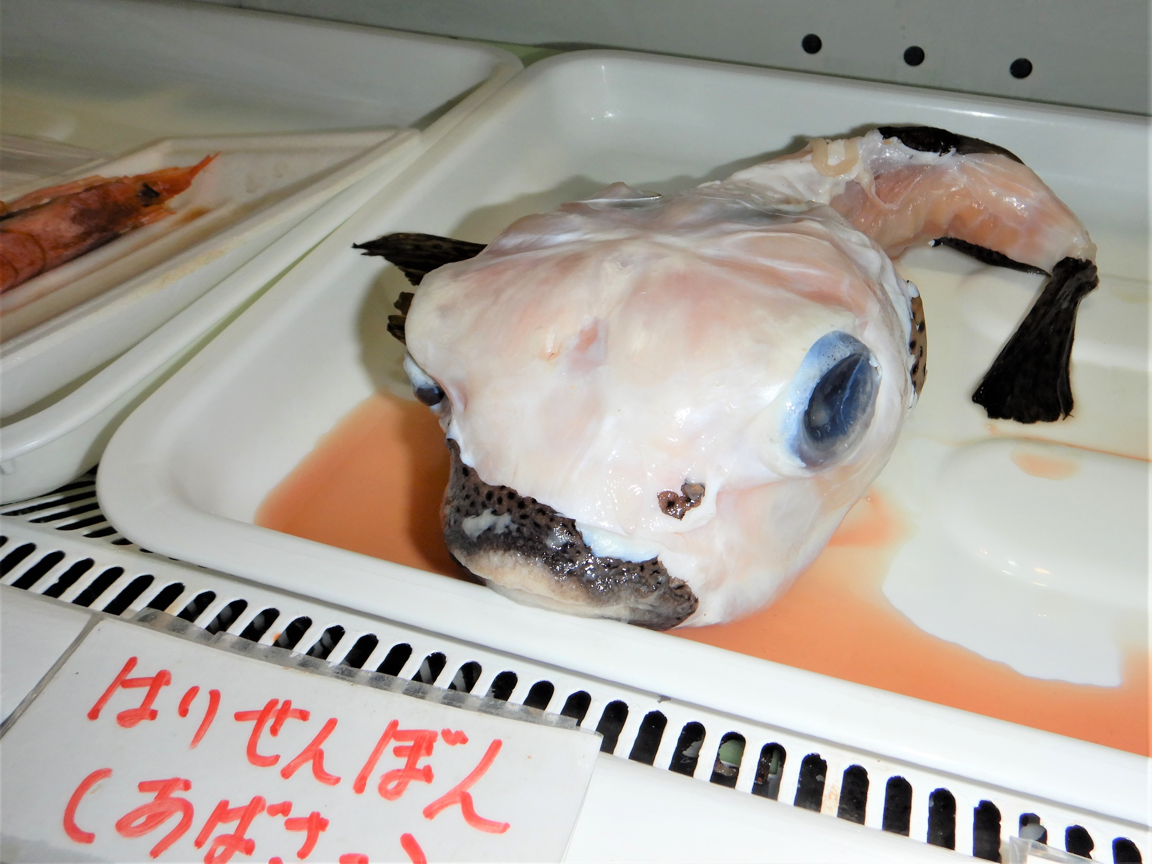 ハリセンボンって針何本 ハリセンボン 魚食普及推進センター 一般社団法人 大日本水産会