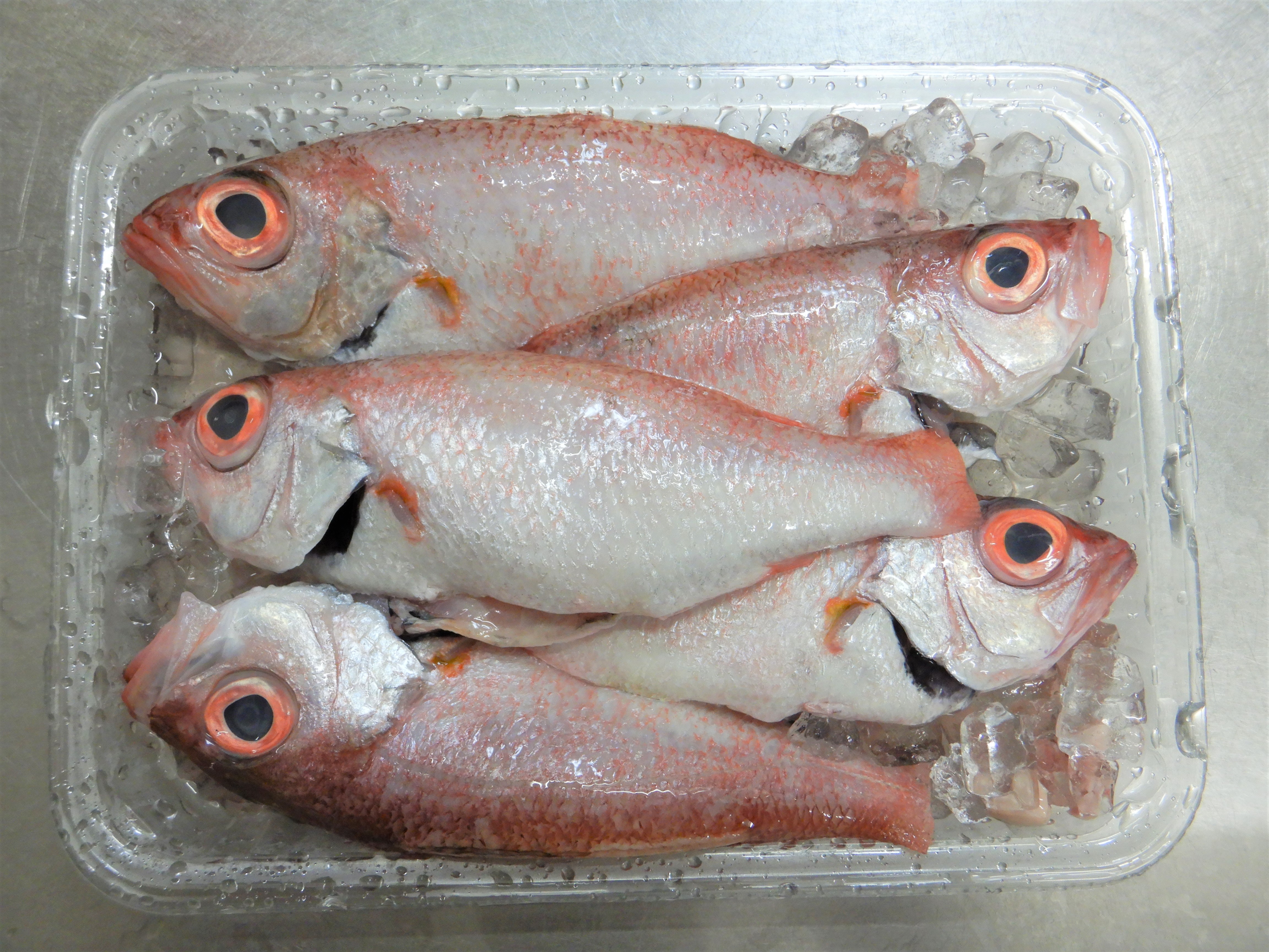 魚をさばく ノドグロ アカムツ 編 魚食普及推進センター 一般社団法人 大日本水産会
