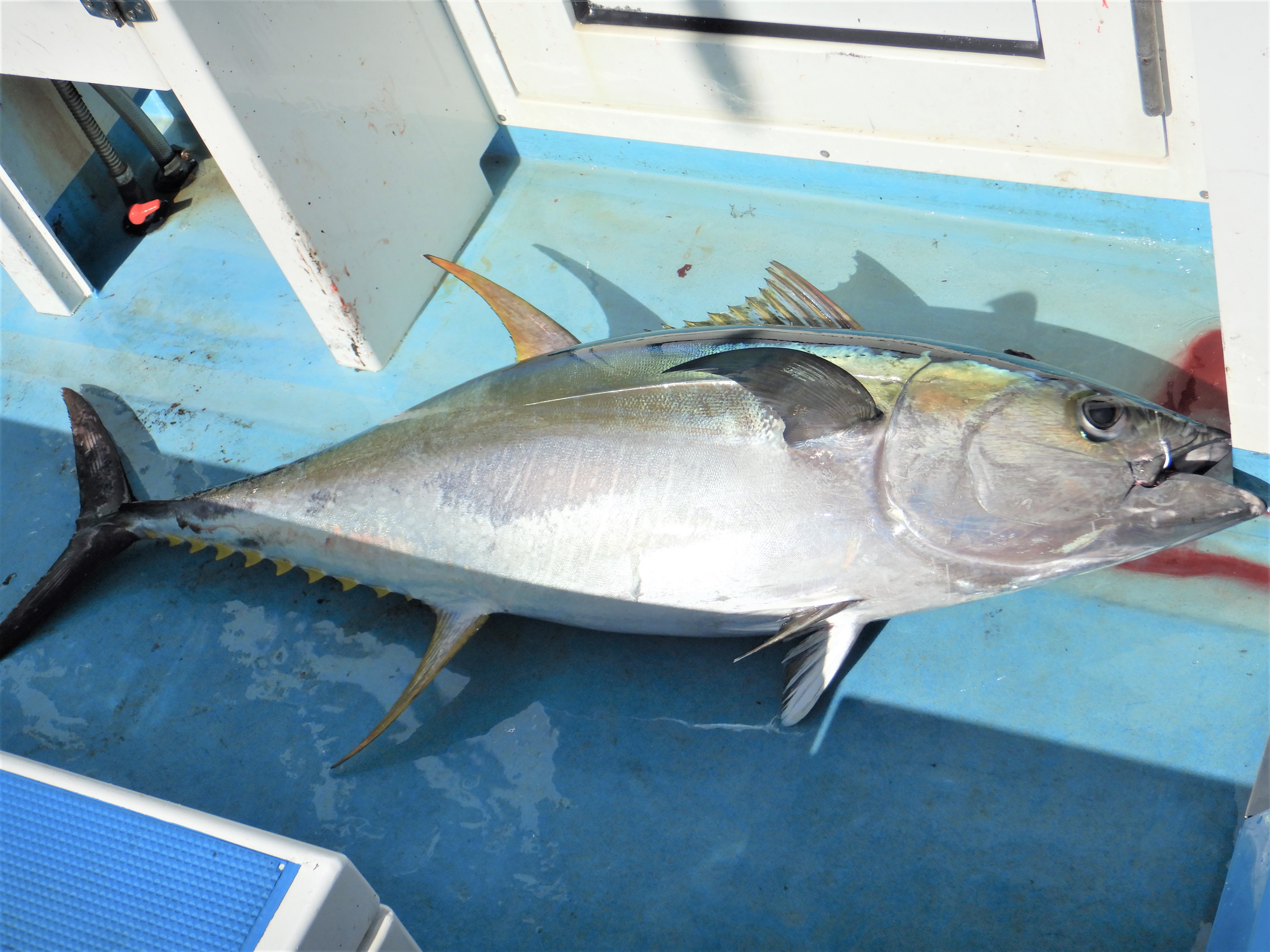 赤身魚と白身魚の違い そして 青魚と赤魚とは 魚食普及推進センター 一般社団法人 大日本水産会