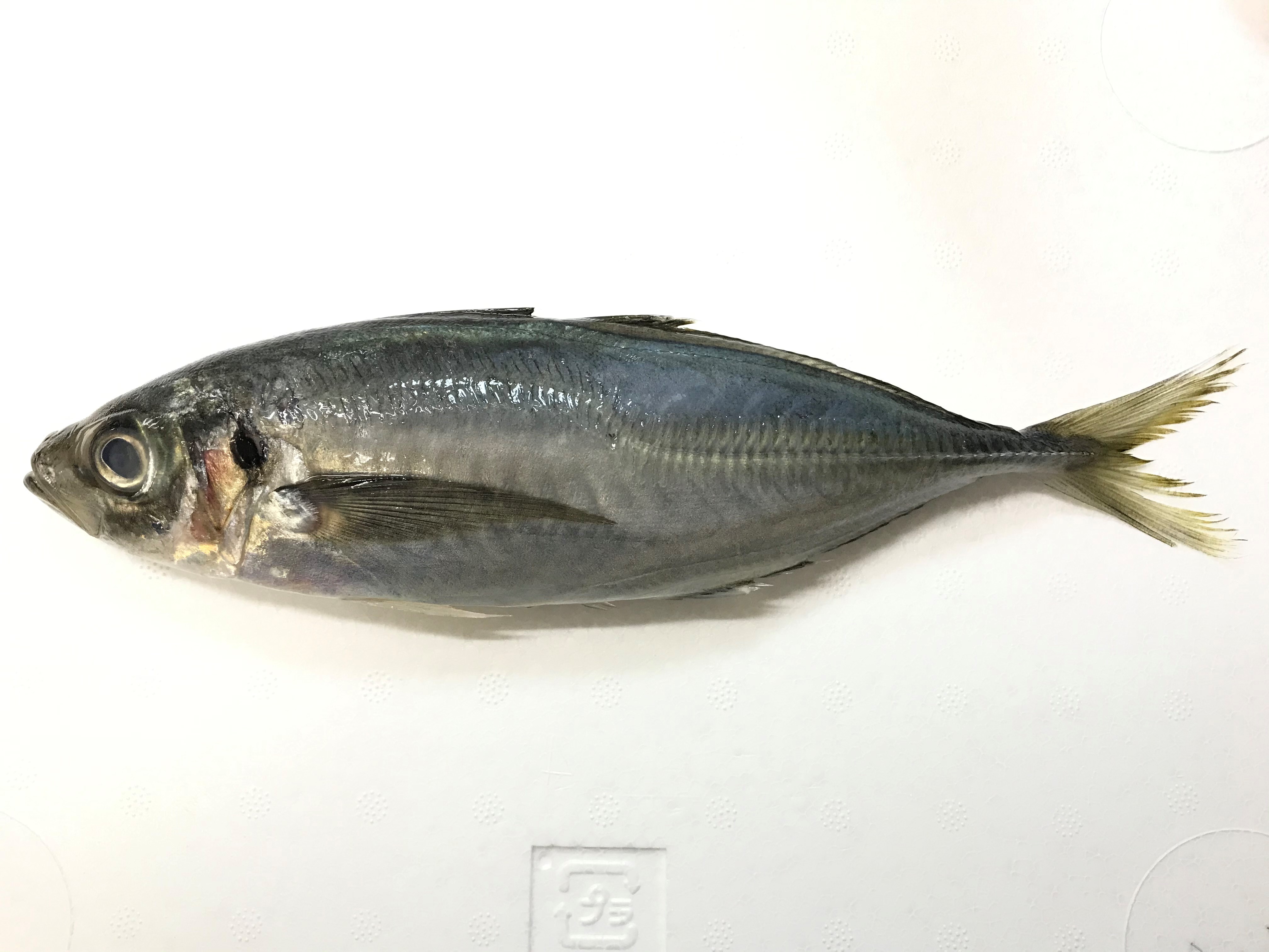 黄金アジとは 魚食普及推進センター 一般社団法人 大日本水産会