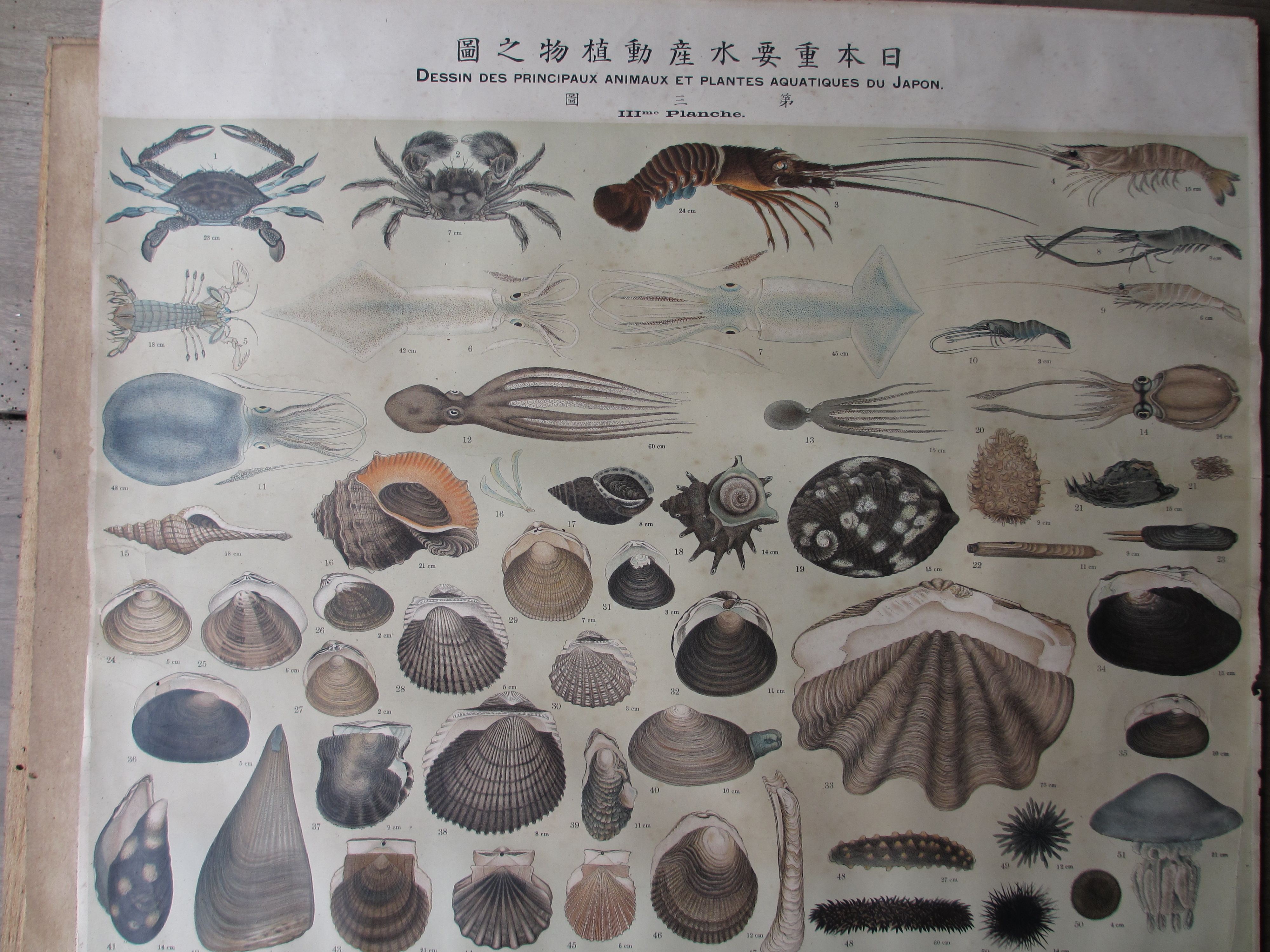 日本水産動植物圖集・日本重要水産動物圖 明治～昭和初期に大日本水産 