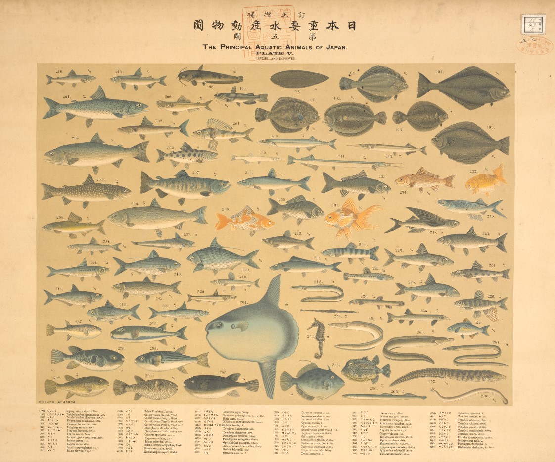 日本水産動植物圖集・日本重要水産動物圖 明治～昭和初期に大日本水産 