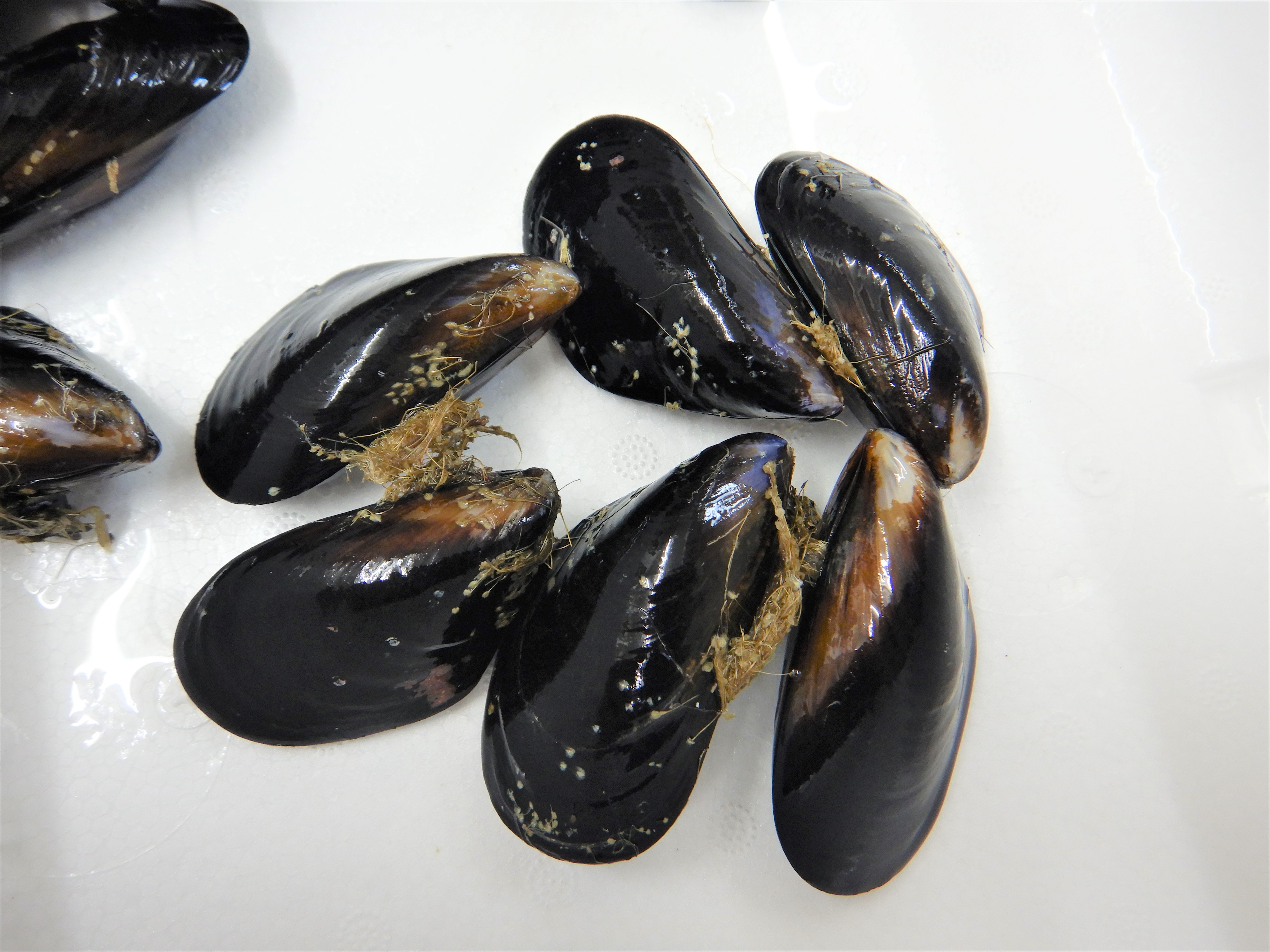ムール貝の下処理 さばき方 食べ方 魚食普及推進センター 一般社団法人 大日本水産会