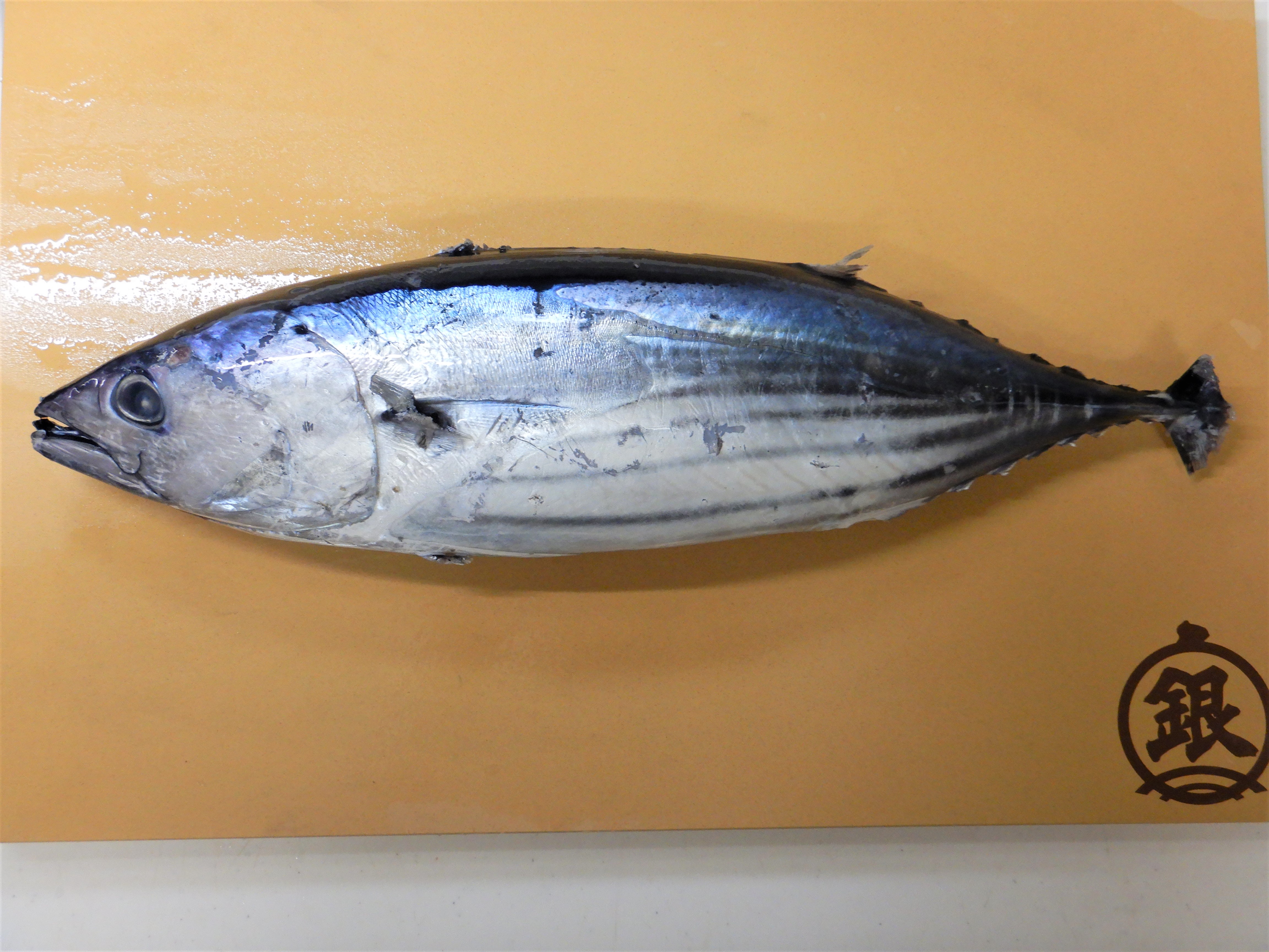 冷凍カツオを さばく 魚食普及推進センター 一般社団法人 大日本水産会