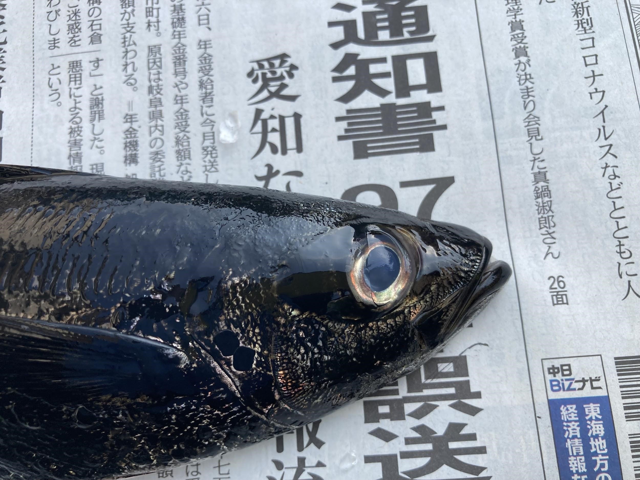 さかなの魚拓 ぎょたく 体験学習 魚食普及推進センター 一般社団法人 大日本水産会