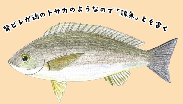 メルマガ ととけんの 魚の知識の腕試し 21 01 21 12 魚食普及推進センター 一般社団法人 大日本水産会
