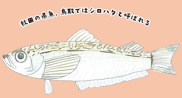 メルマガ ととけんの 魚の知識の腕試し 21 01 21 12 魚食普及推進センター 一般社団法人 大日本水産会