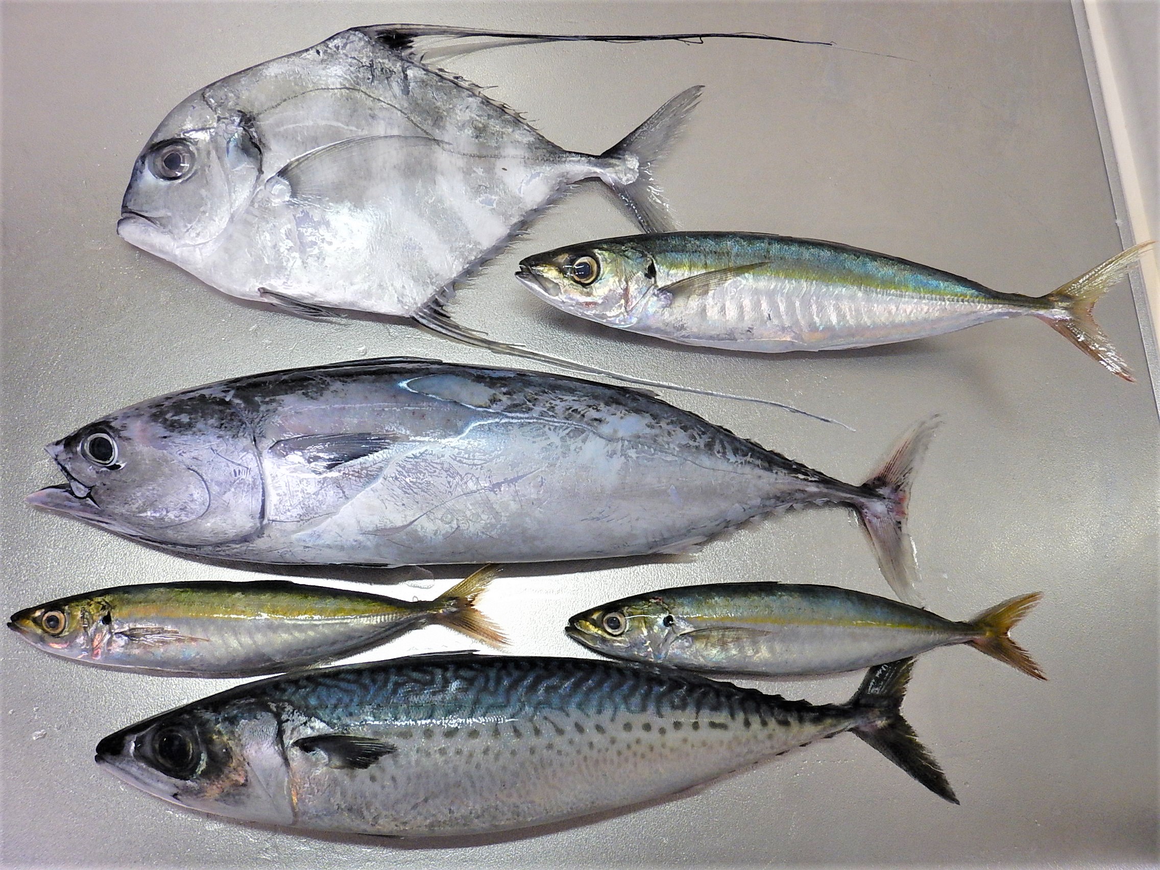 日本の海と魚の特徴 海外のように効率よく魚を獲れないの 魚食普及推進センター 一般社団法人 大日本水産会