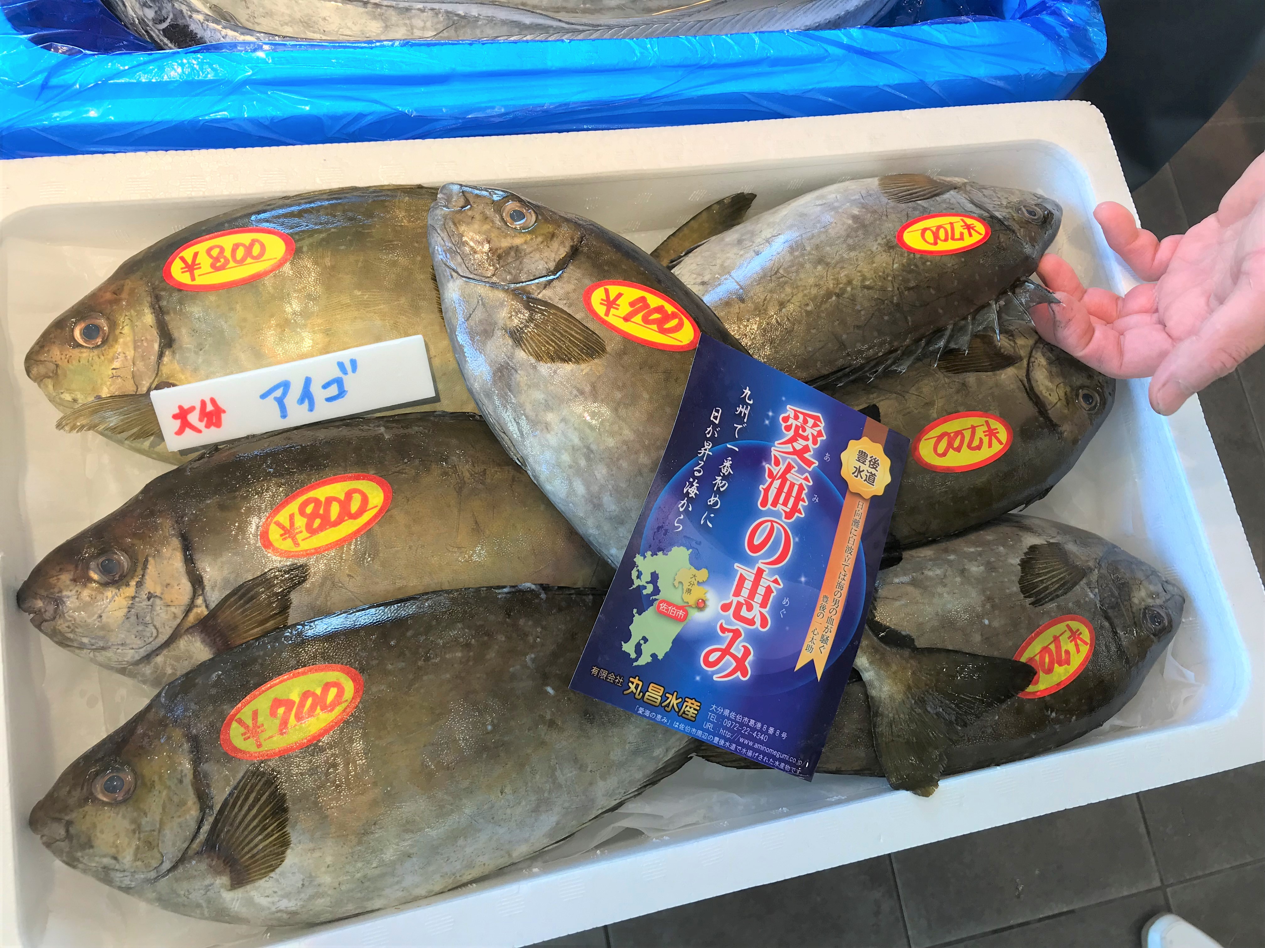 アイゴをさばく 毒のトゲさえ切れば後は簡単 魚食普及推進センター 一般社団法人 大日本水産会