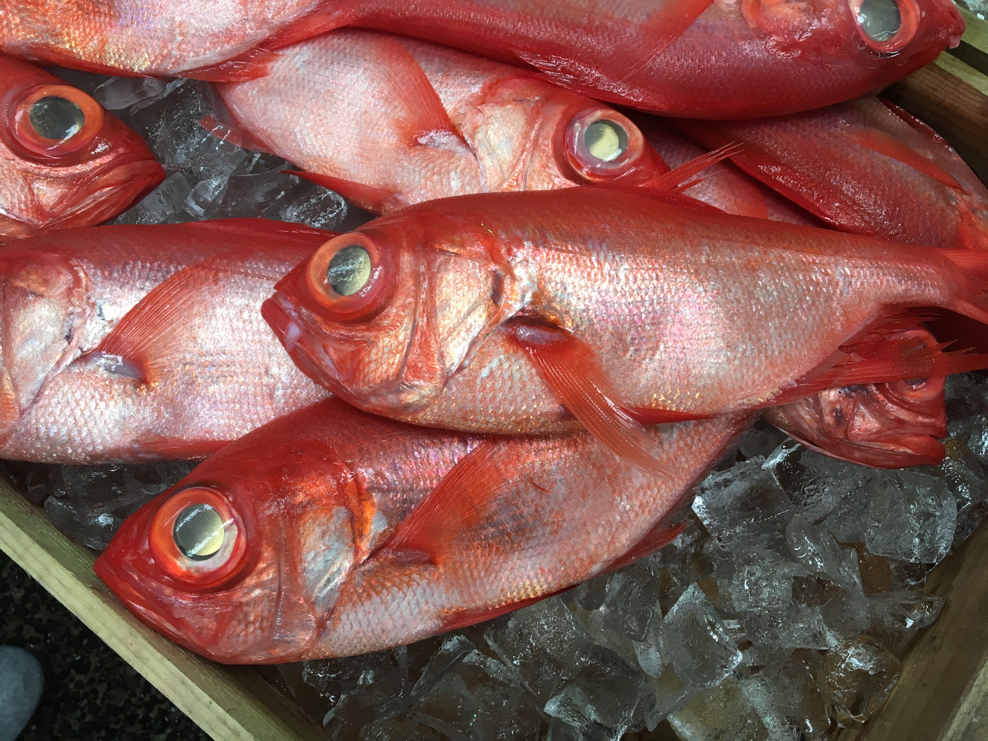 魚の色が沢山ある理由は なぜ赤い なぜ黒い 水深で変わる 魚食普及推進センター 一般社団法人 大日本水産会