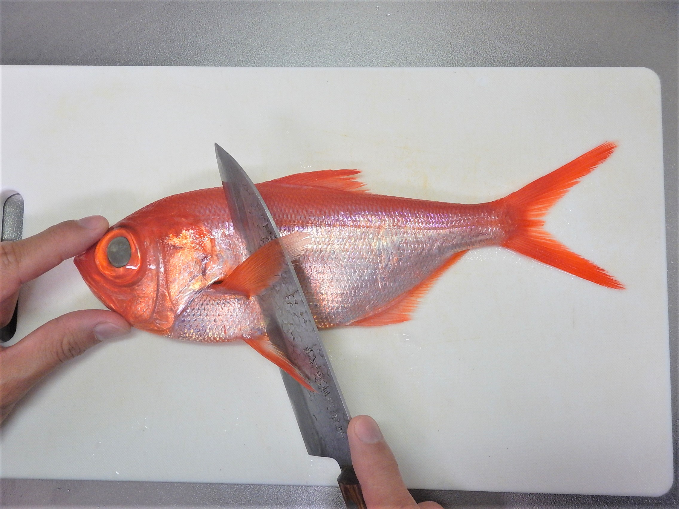 魚をさばく 魚種一覧 少しずつ更新中 魚食普及推進センター 一般社団法人 大日本水産会