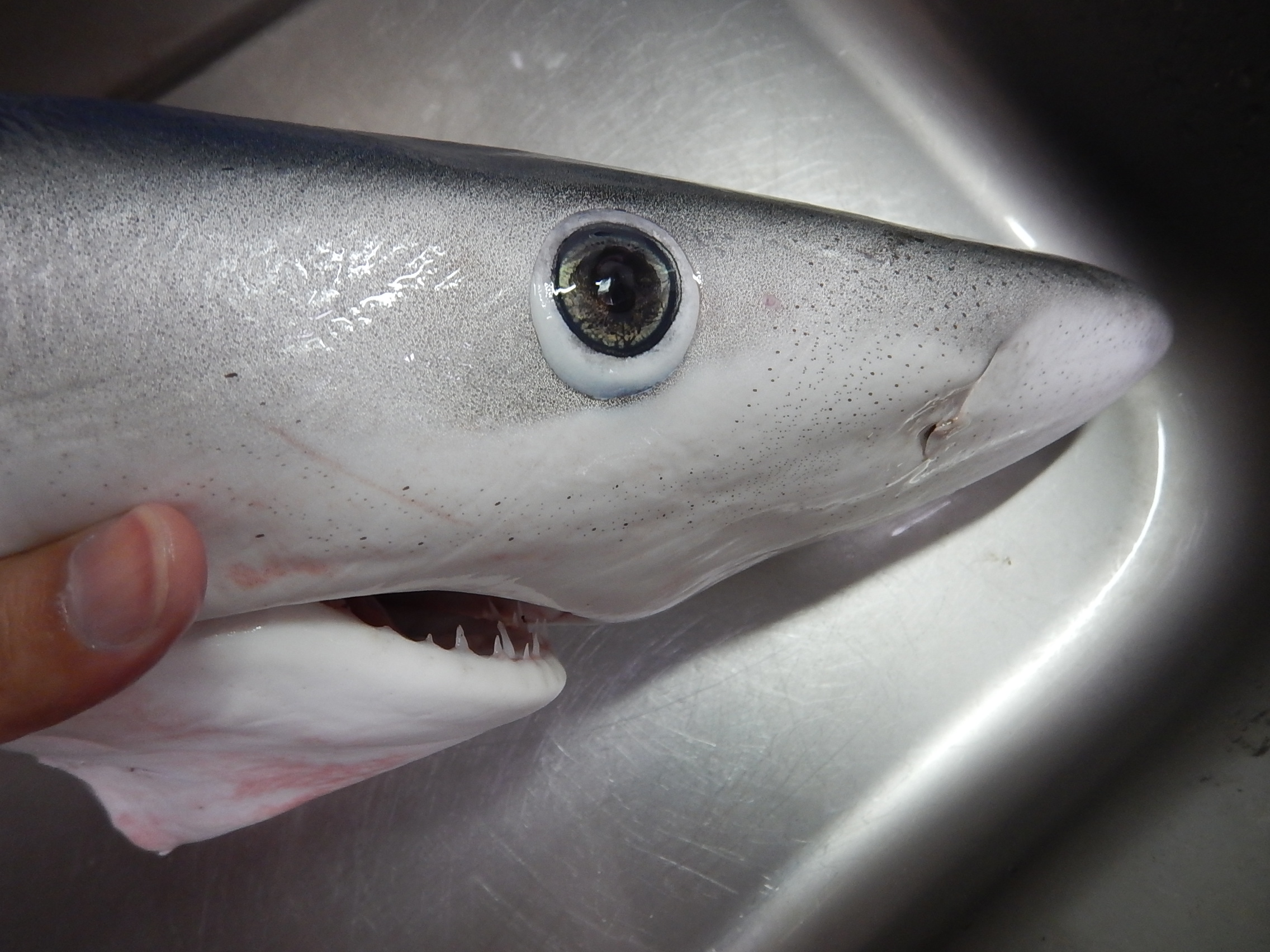 サメを守る フカヒレを食べていいか フィニングとは 魚食普及推進センター 一般社団法人 大日本水産会