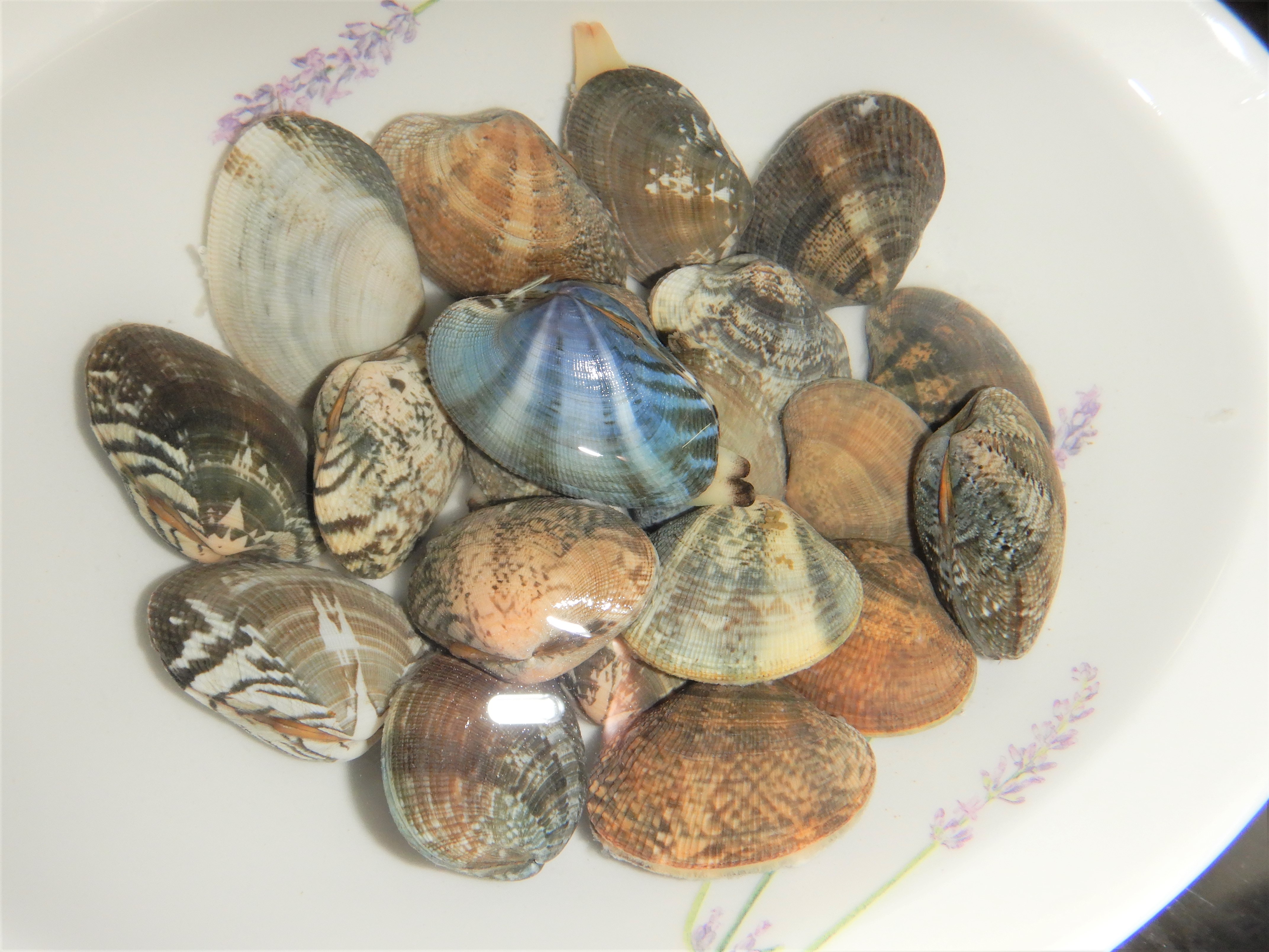 教育関係者向け 魚で食育 第一弾 鯛とアサリを児童と楽しむ 魚食普及推進センター 一般社団法人 大日本水産会
