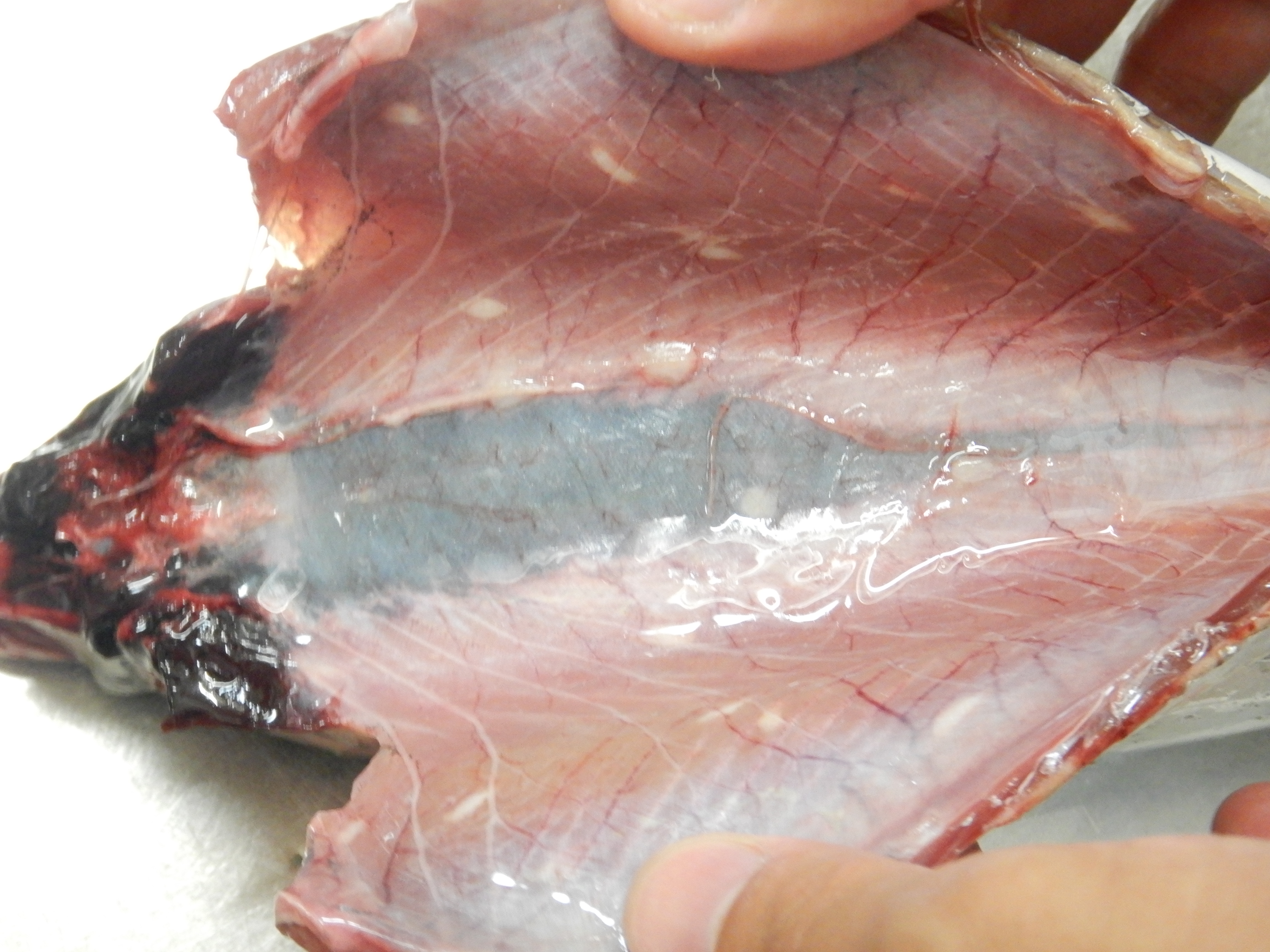 水産物の寄生虫 その他 無害の寄生虫も含む 食中毒を考える 魚食普及推進センター 一般社団法人 大日本水産会