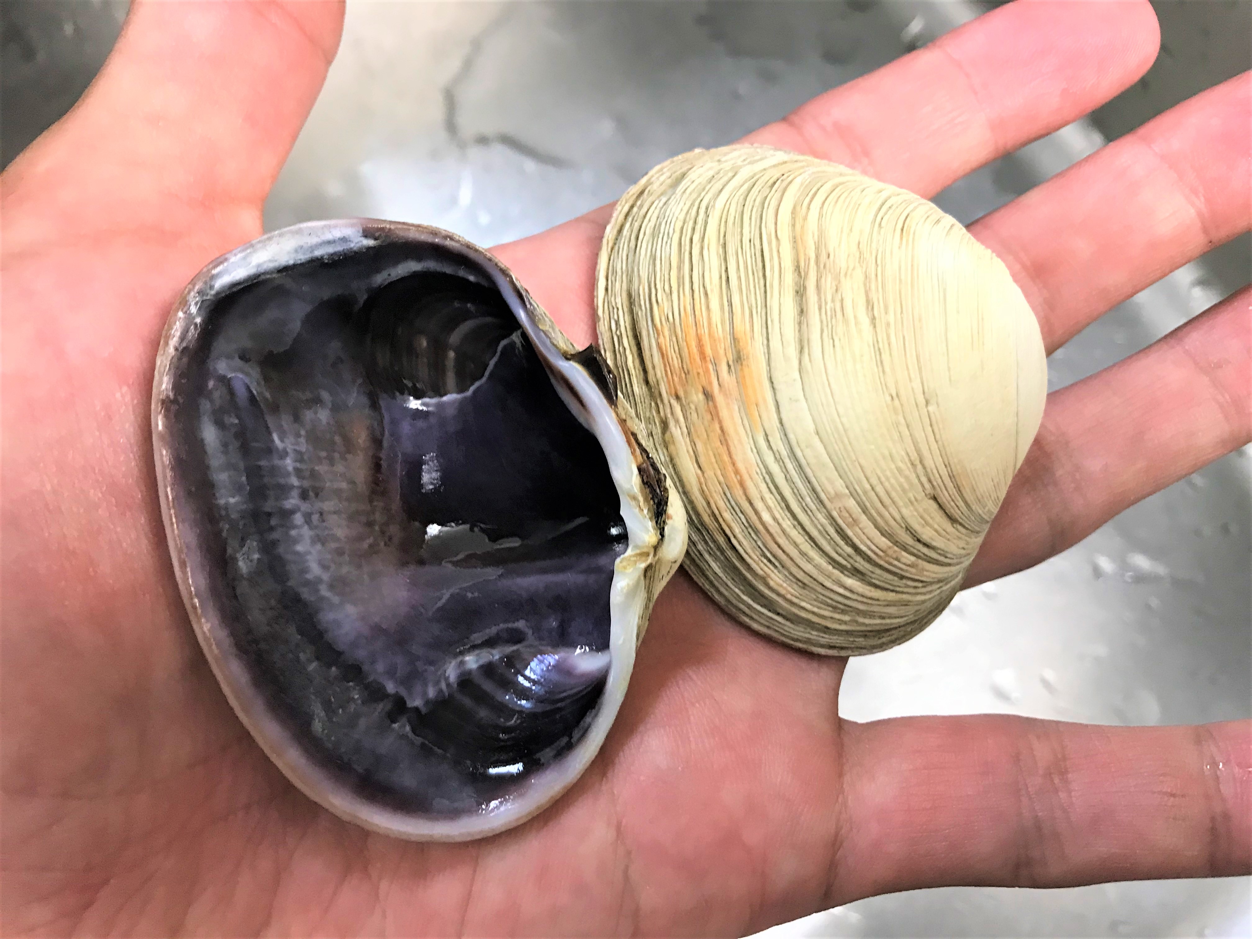 江戸前の貝 東京湾の潮干狩りで取れる 食べられる貝の種類 魚食普及推進センター 一般社団法人 大日本水産会