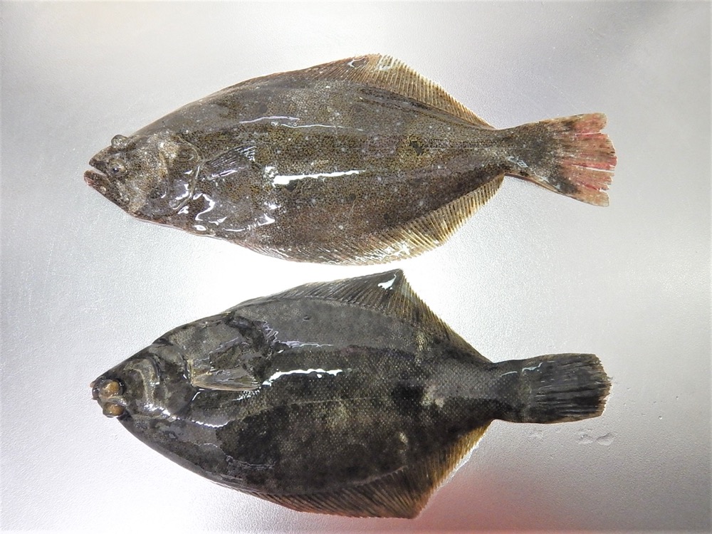 ヒラメとカレイはどう違う 左ヒラメの右カレイ 魚食普及推進センター 一般社団法人 大日本水産会