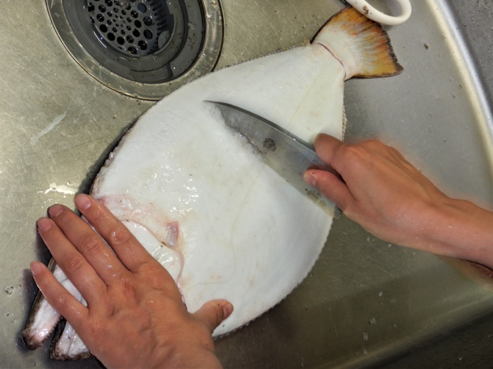 魚をさばく ヒラメをさばこう 五枚おろしはカレイでも一緒 魚食普及推進センター 一般社団法人 大日本水産会