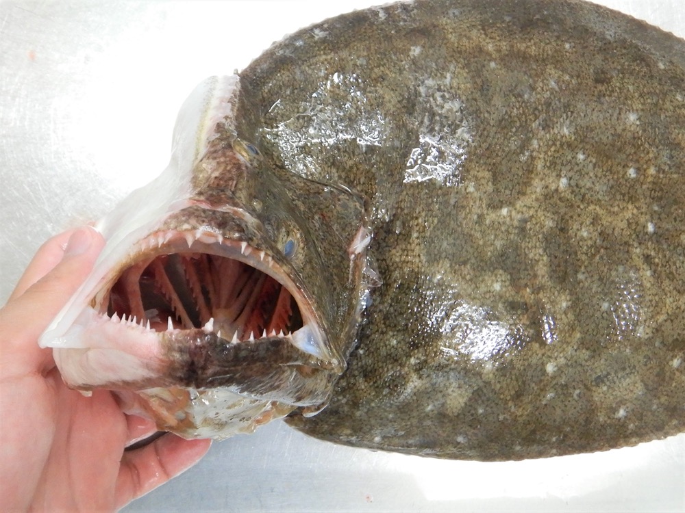 理科・生物の解剖 自由研究にもおススメの解剖! | 魚食普及推進センター(一般社団法人 大日本水産会)