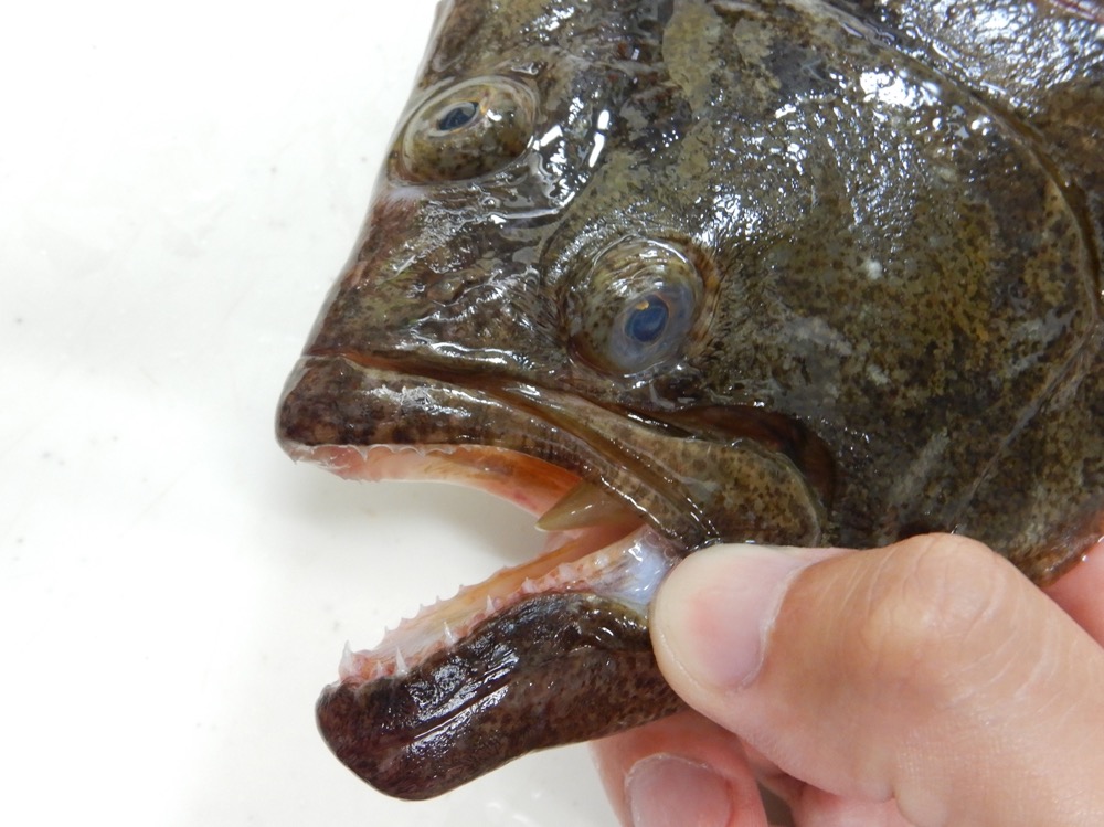 魚をさばく ヒラメをさばこう 五枚おろしはカレイでも一緒 魚食普及推進センター 一般社団法人 大日本水産会