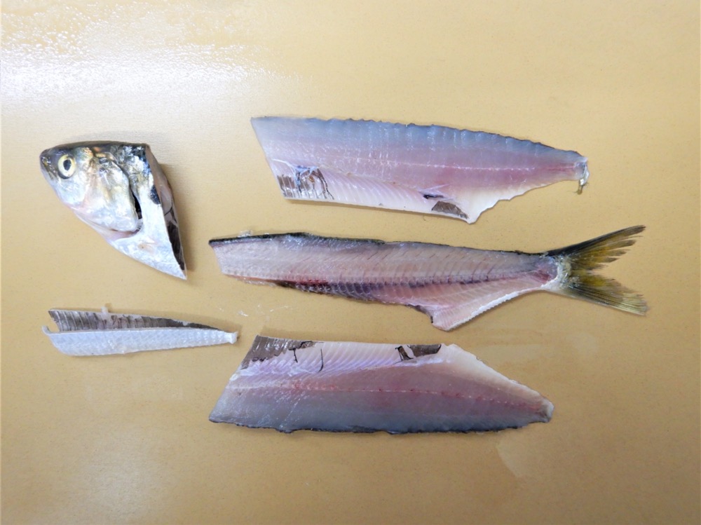 魚をさばく コノシロをさばく 江戸前 東京湾 魚食普及推進センター 一般社団法人 大日本水産会