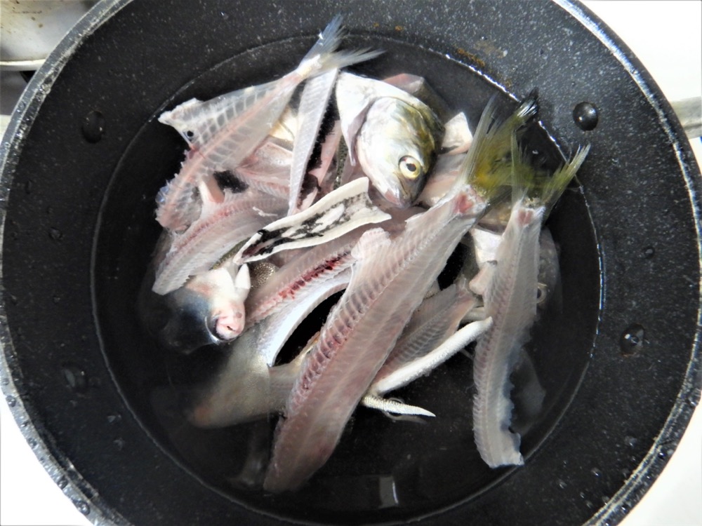 魚をさばく コノシロをさばく 江戸前 東京湾 魚食普及推進センター 一般社団法人 大日本水産会