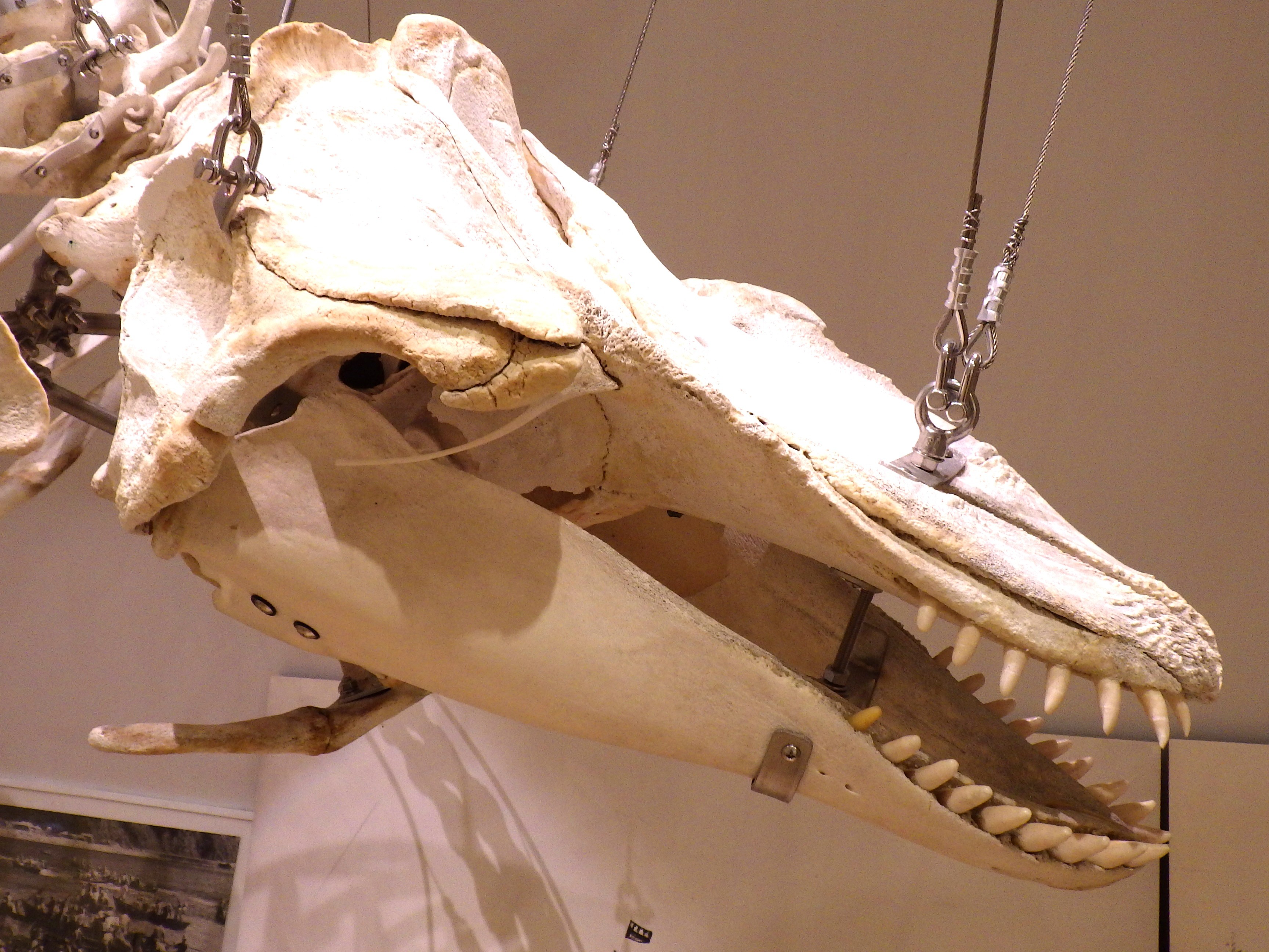 クジラを知りたい！クジラ情報まとめページ | 魚食普及推進センター(一般社団法人 大日本水産会)