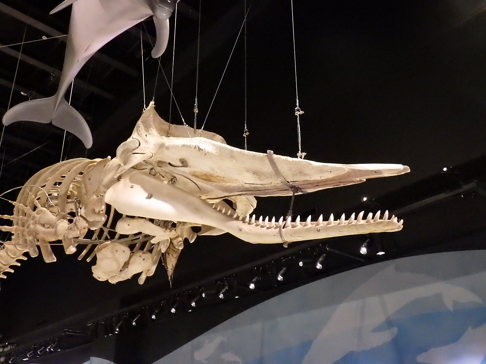 くじらのヒゲってオシャレのため？ ヒゲクジラのヒミツ | 魚食普及推進 