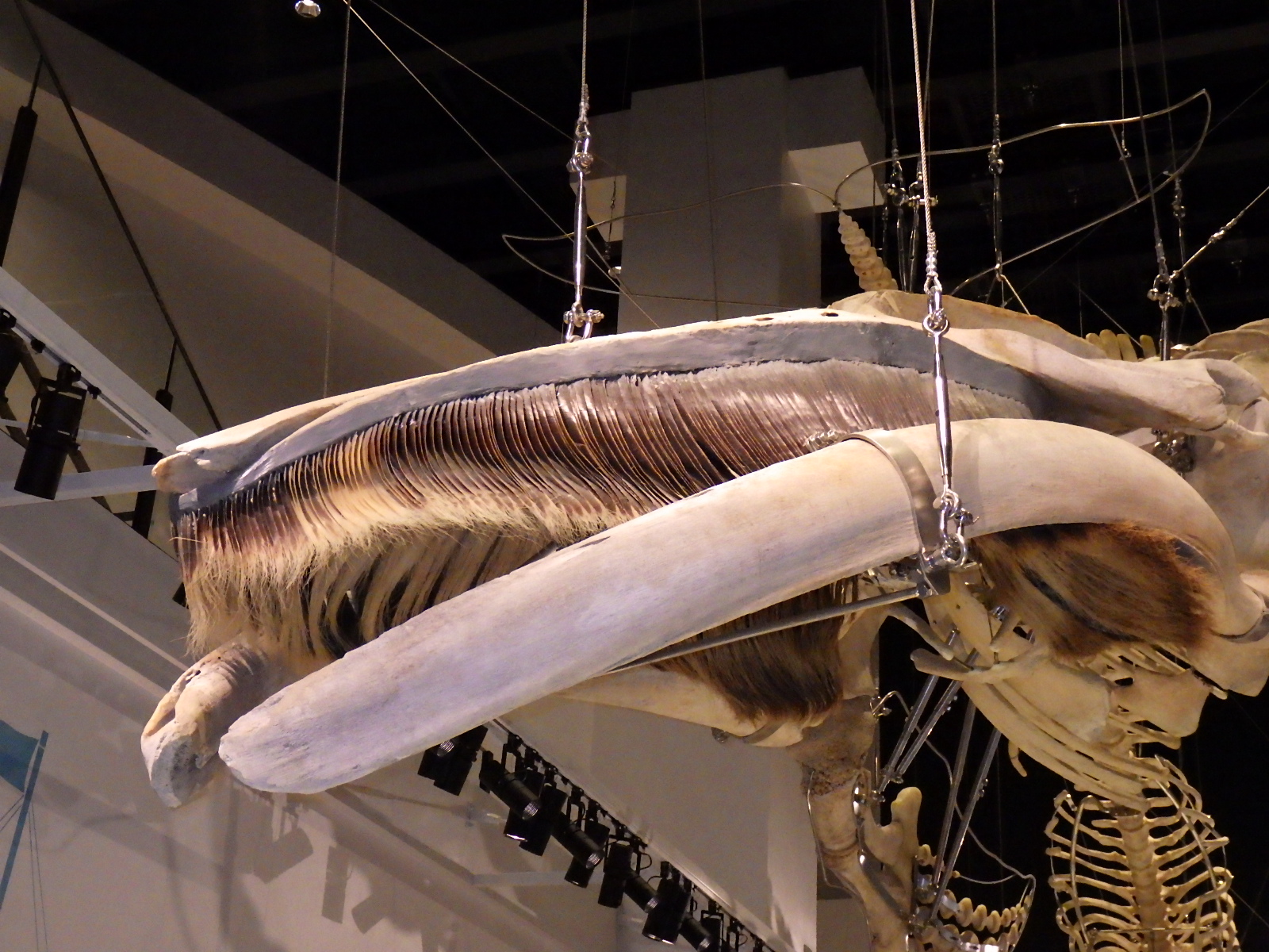 くじらのヒゲってオシャレのため？ ヒゲクジラのヒミツ | 魚食普及推進 