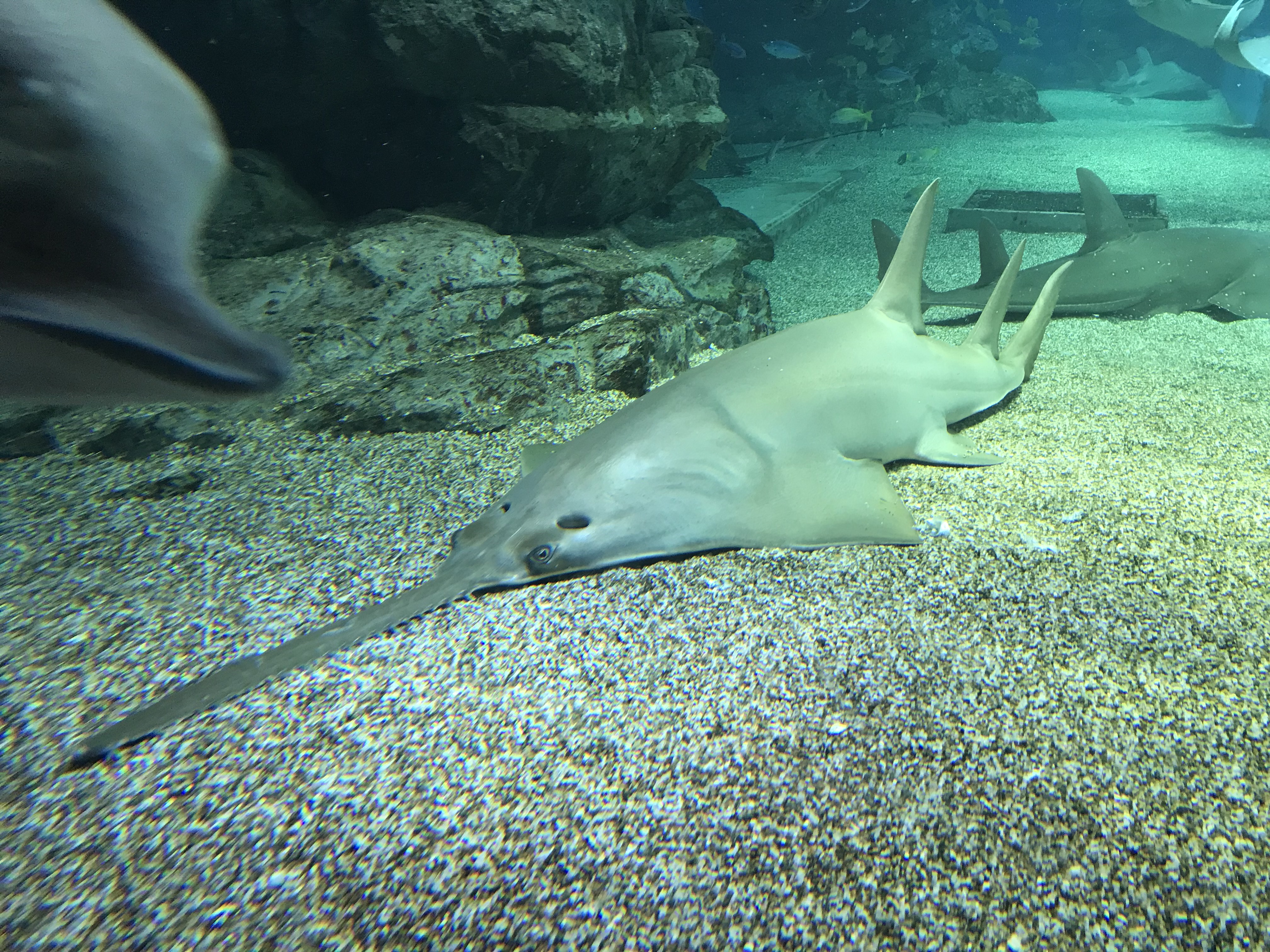 ノコギリエイとノコギリザメの違いは ヒゲがあるかないか 魚食普及推進センター 一般社団法人 大日本水産会