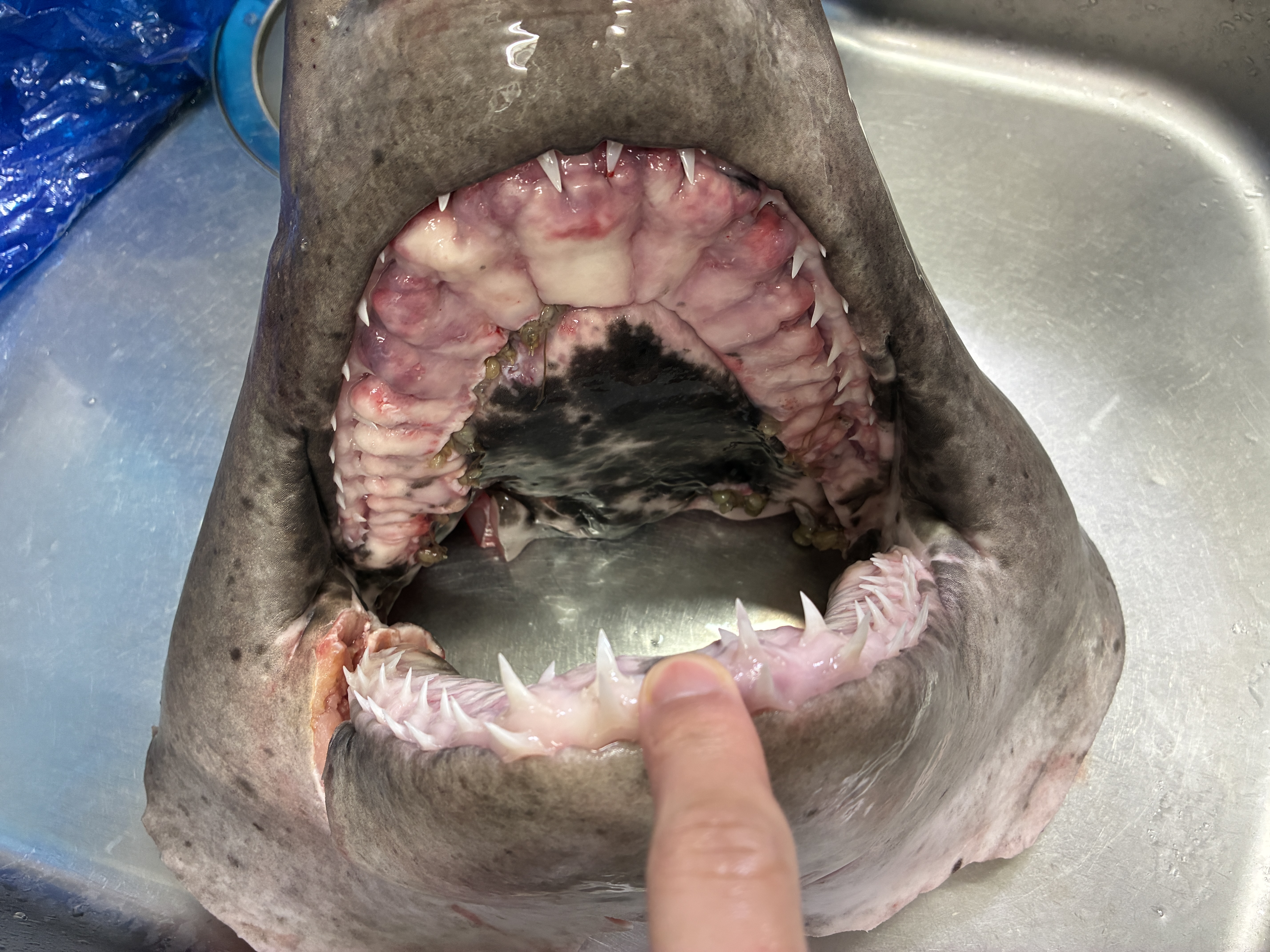 サメの歯を標本にしたい 初心者編 サメの口に歯は何本あるの？？ | 魚 
